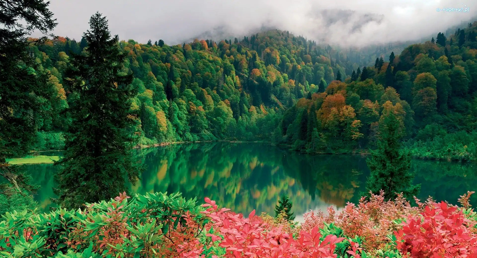 Kwiaty, Jezioro, Lasy