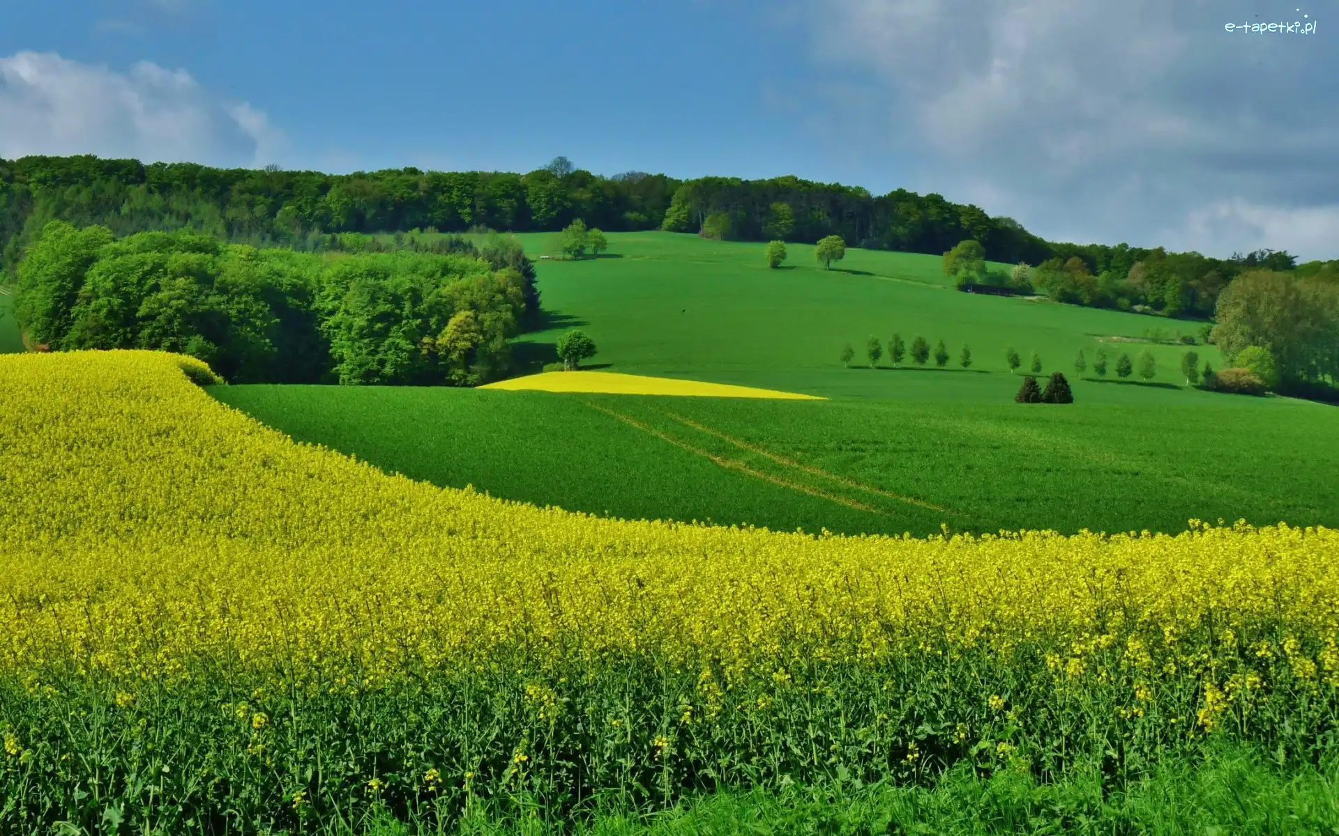 Rzepakowe, Lasy, Łąki, Pola