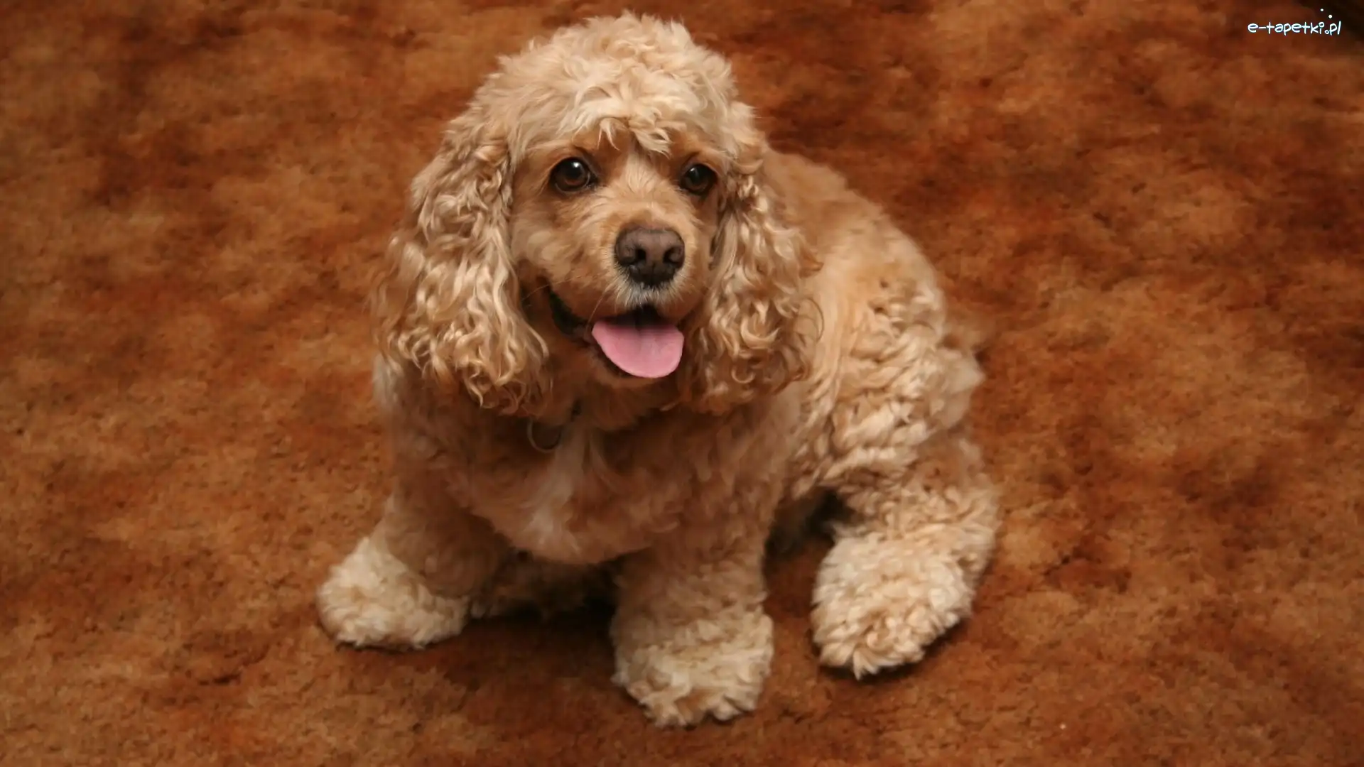 Cocker spaniel amerykański, Szczeniaczek, Słodki