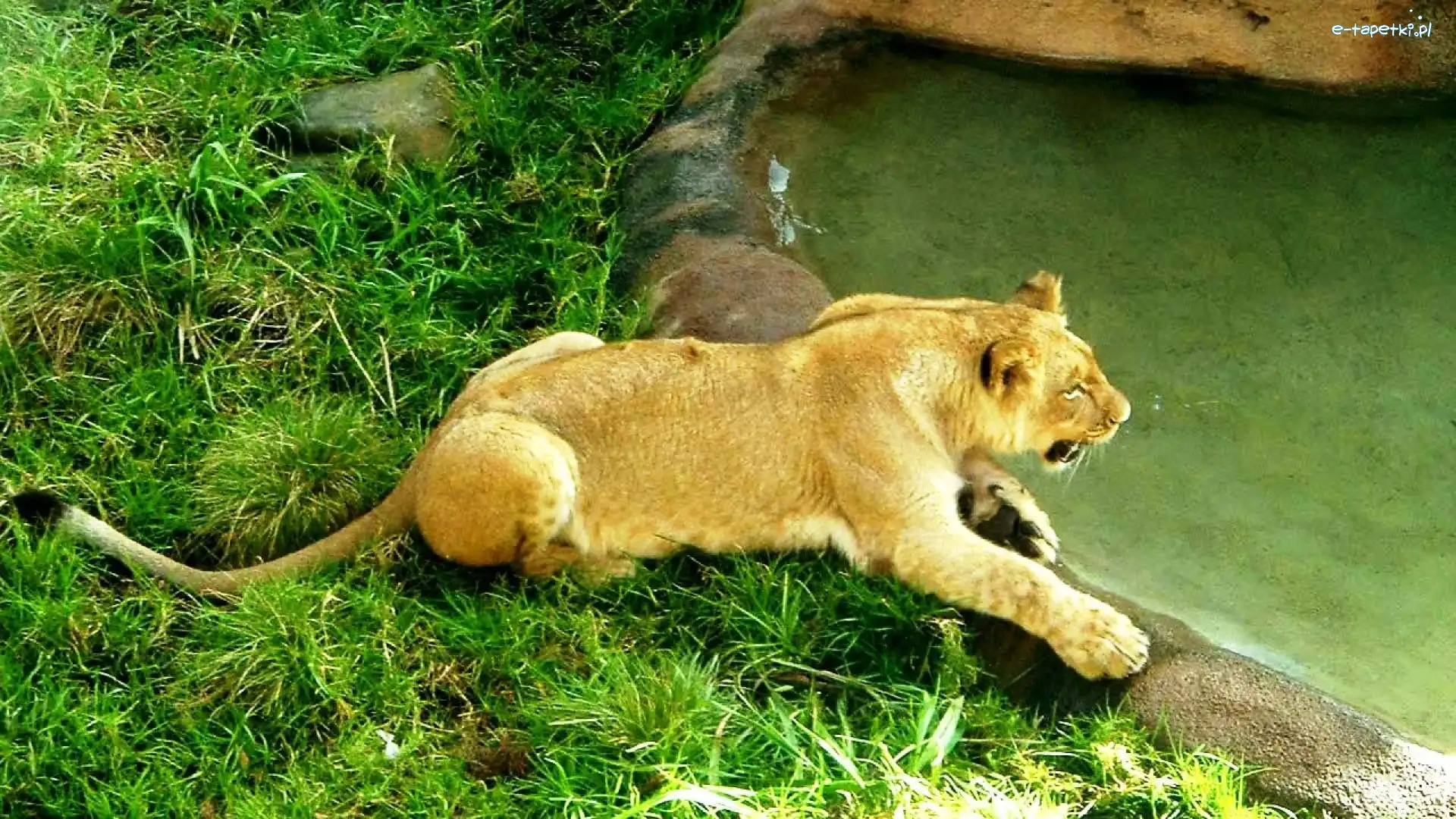 Zoo, Lwica