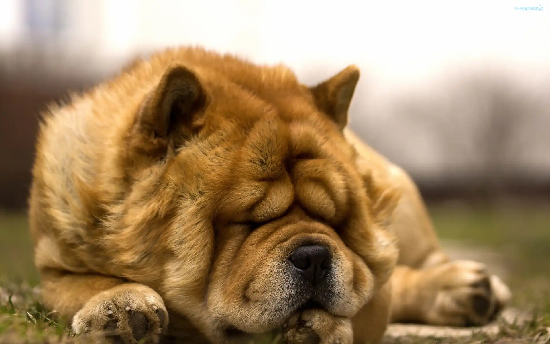 Chow Chow, Pies