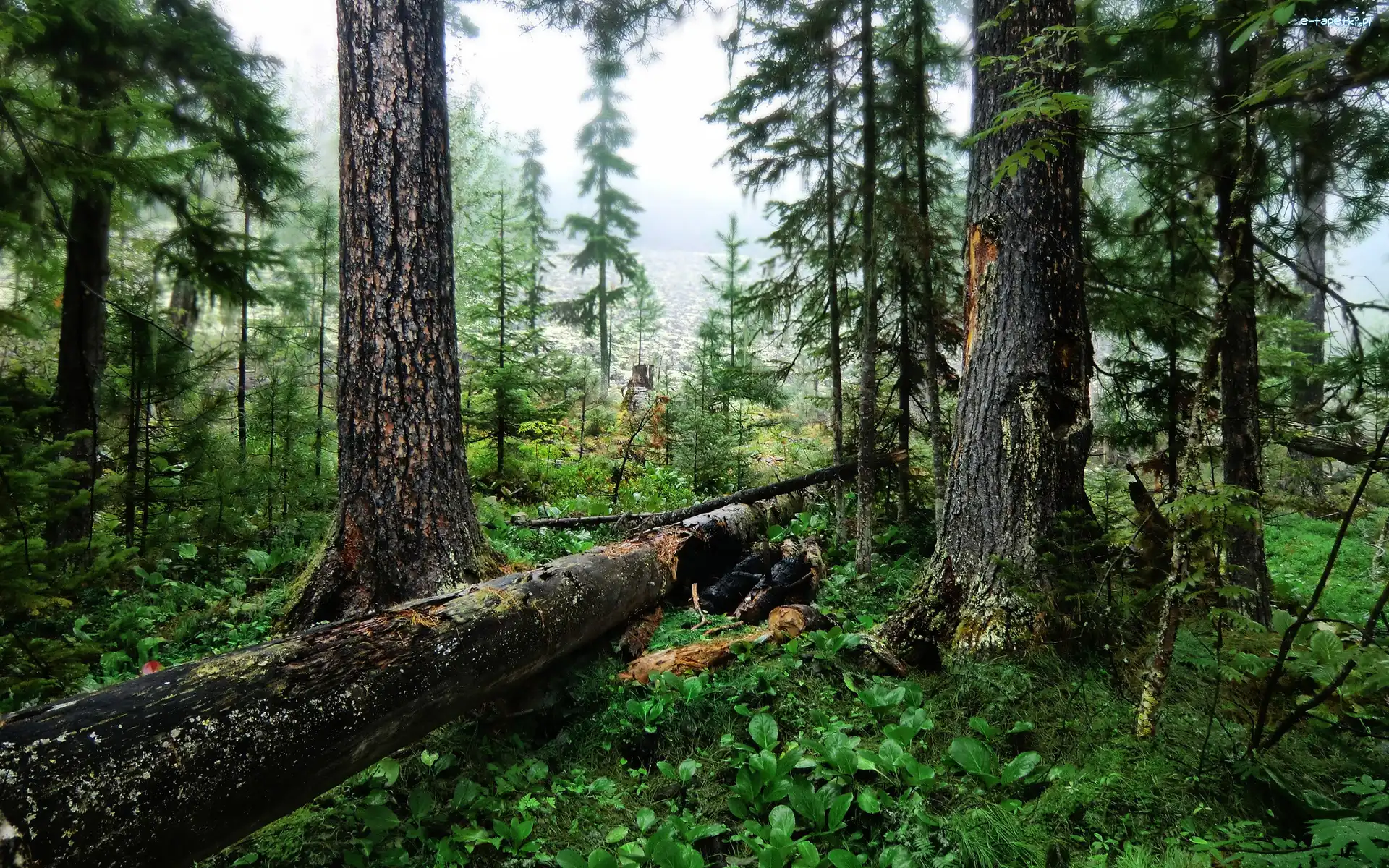 Drzewo, Przewrócone, Las