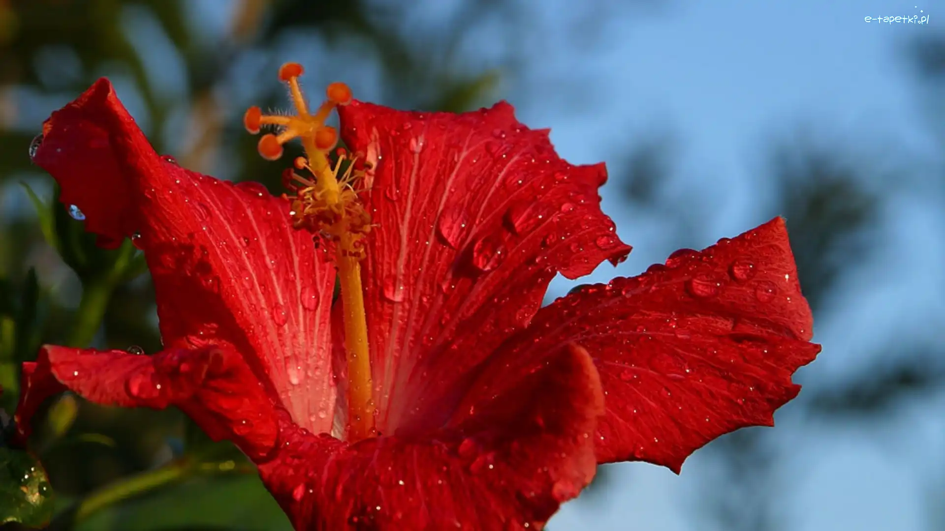Hibiskus, Czerwony