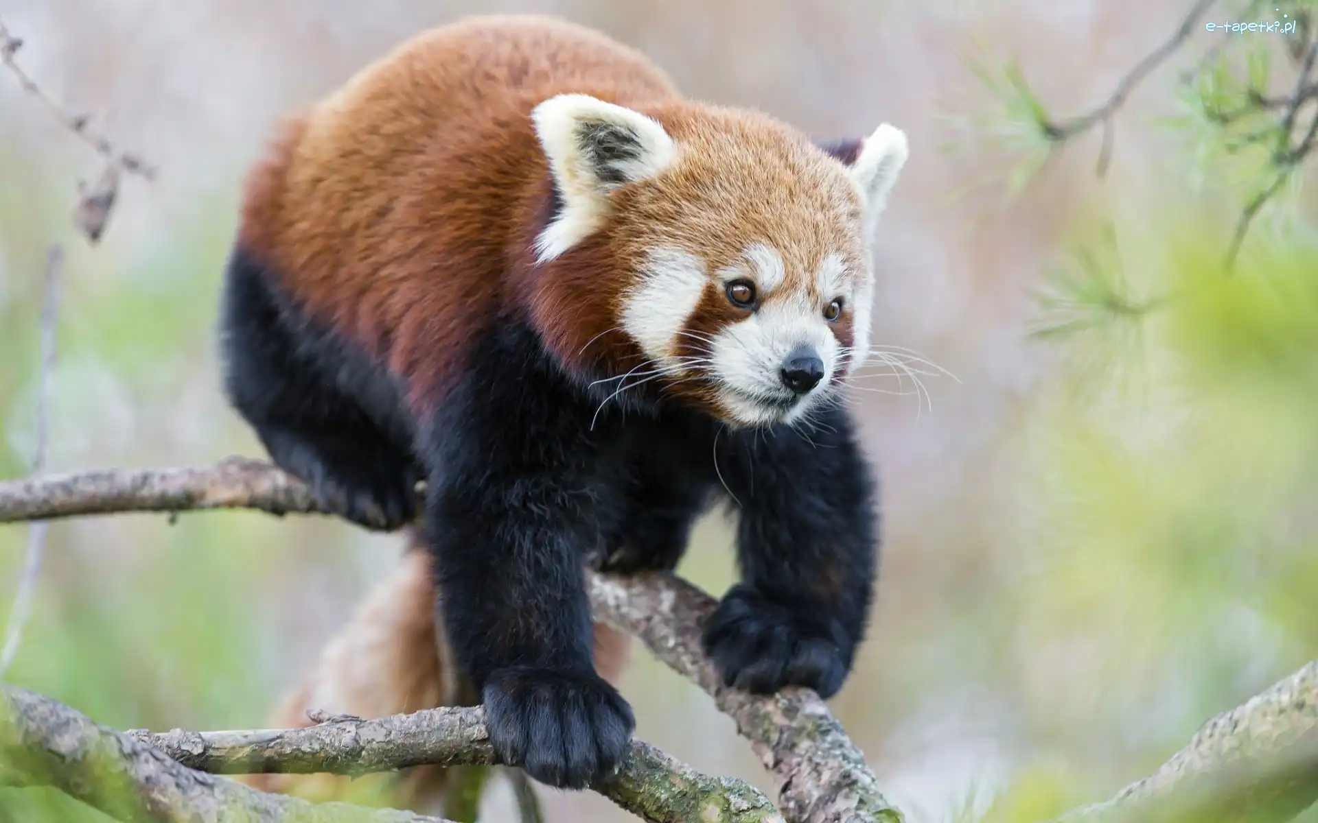 Czerwona, Pandka ruda, Gałąź, Panda