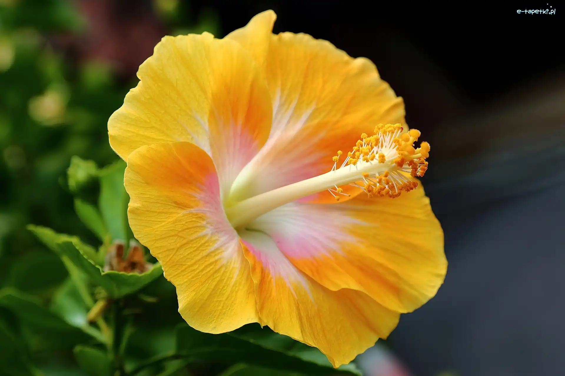 Hibiskus, Żółty