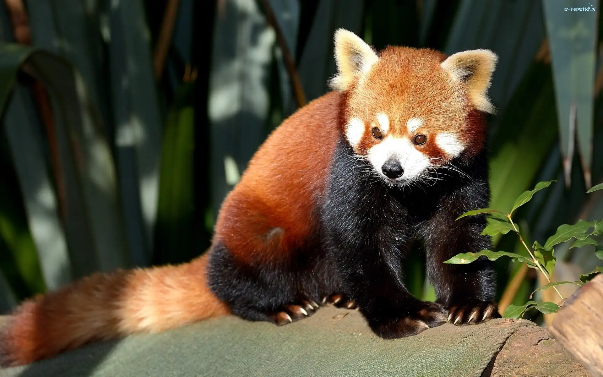 Panda, Pandka ruda, Drzewo, Czerwona