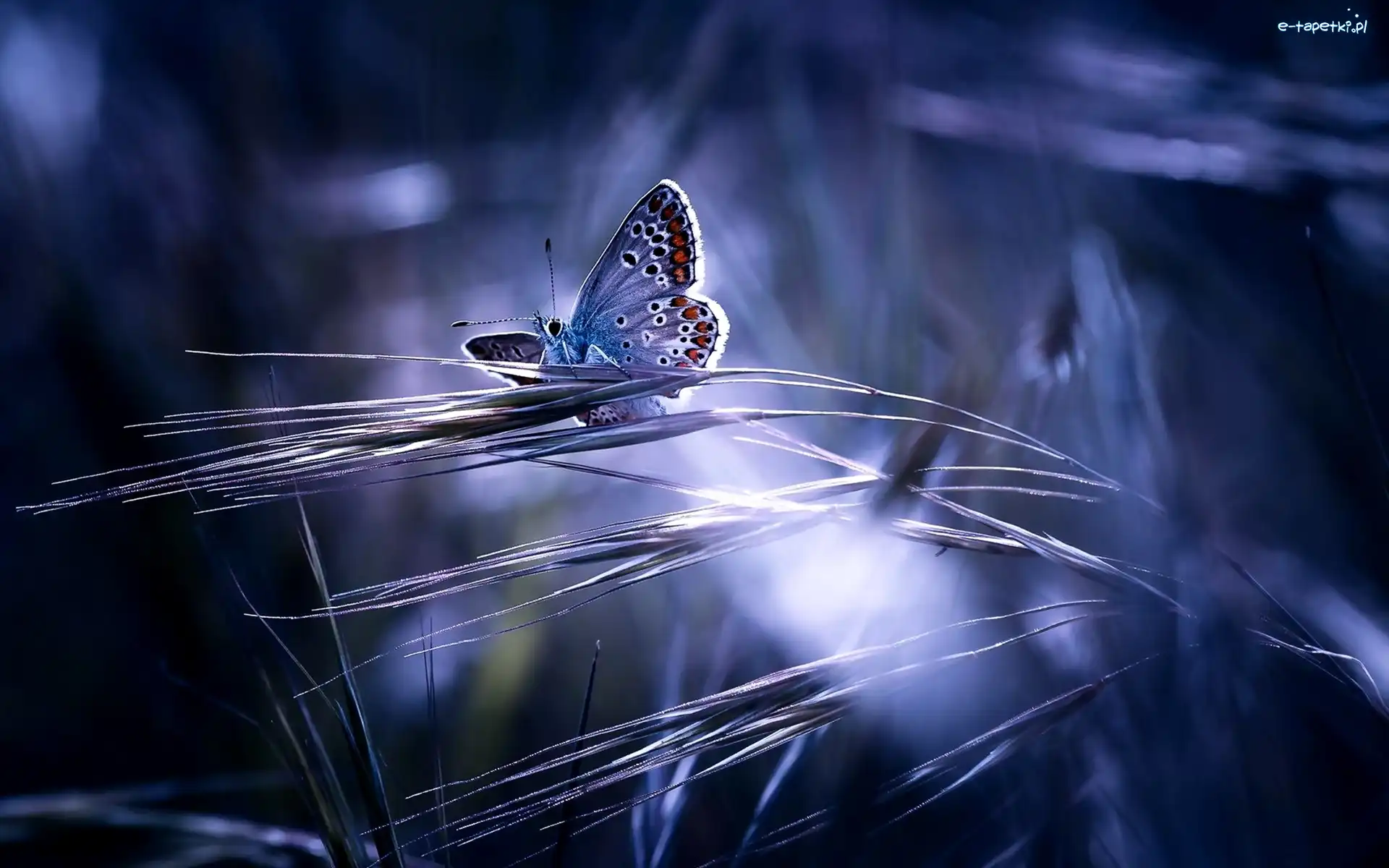 Motyl, Przebijające Światło, Trawy, Niebieski