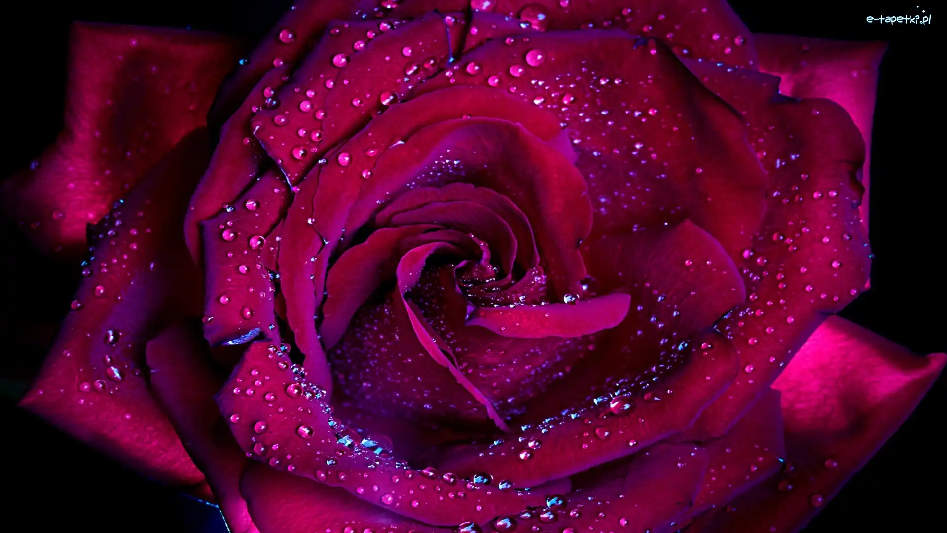Rosa, Róża, Bordowa