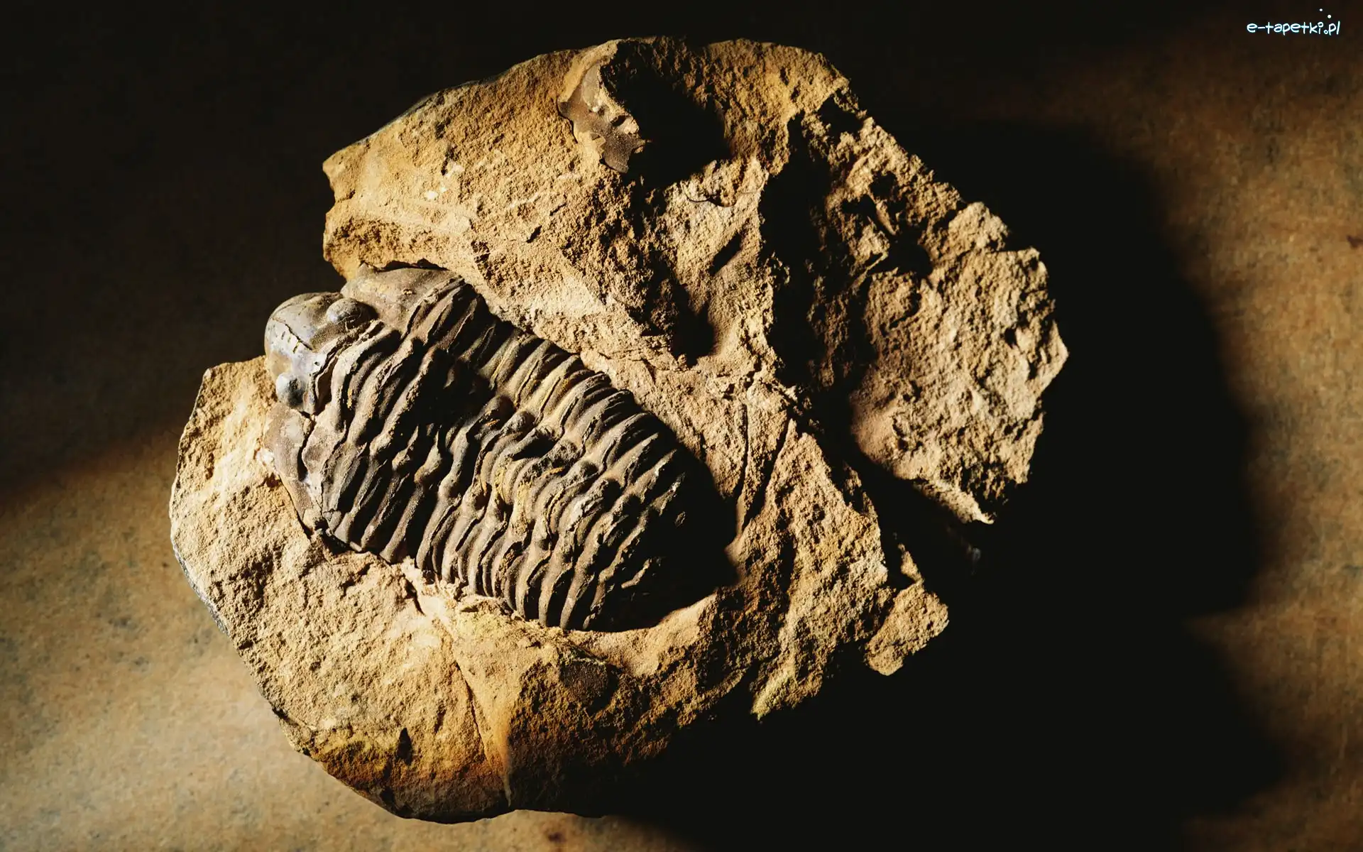 Skamielina