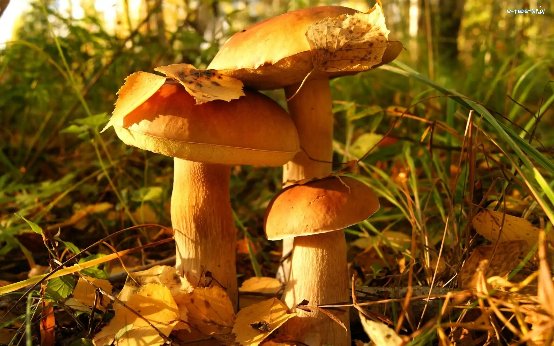 Leśna, Ściółka, Grzyby