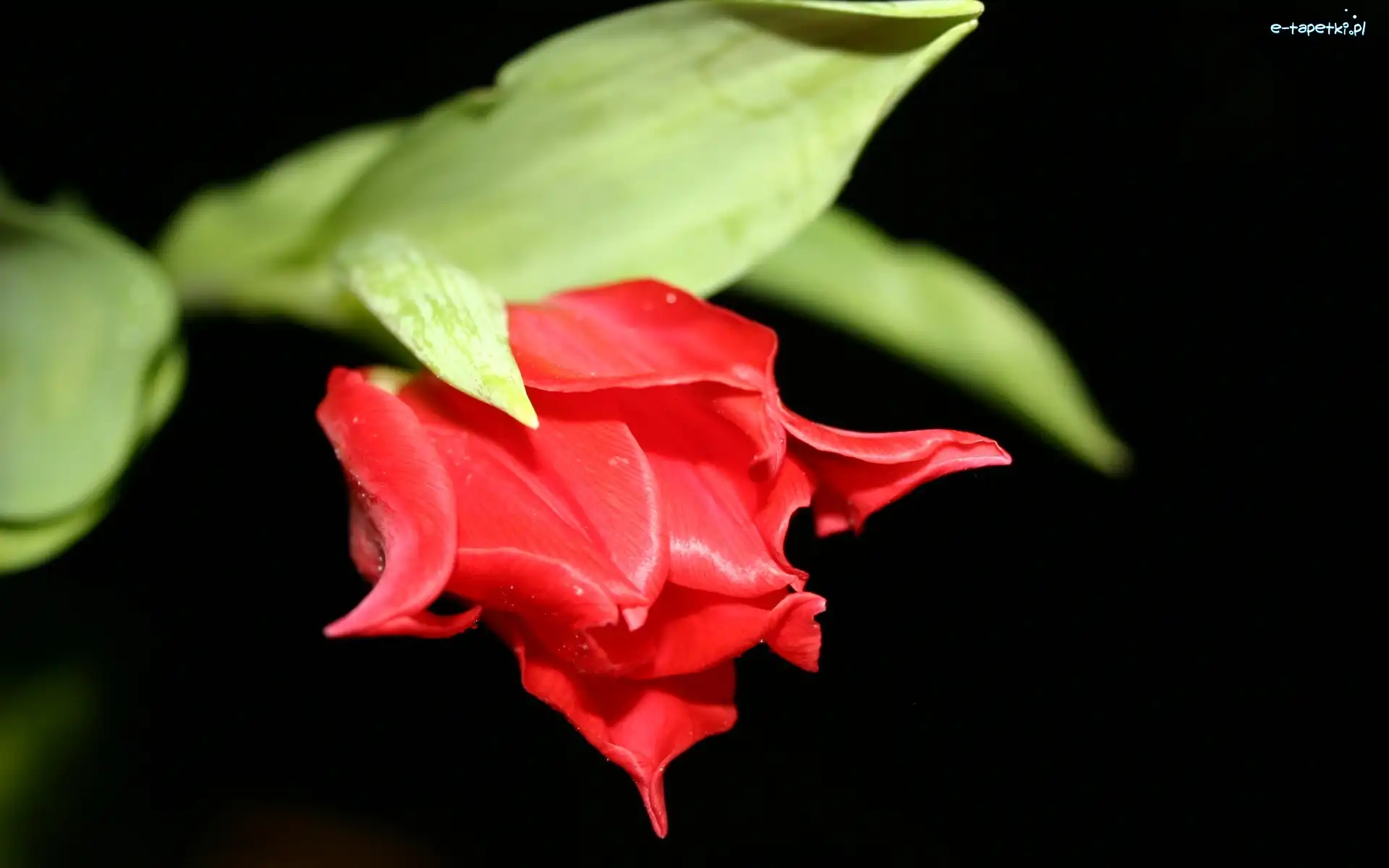 Tulipan, Czerwony