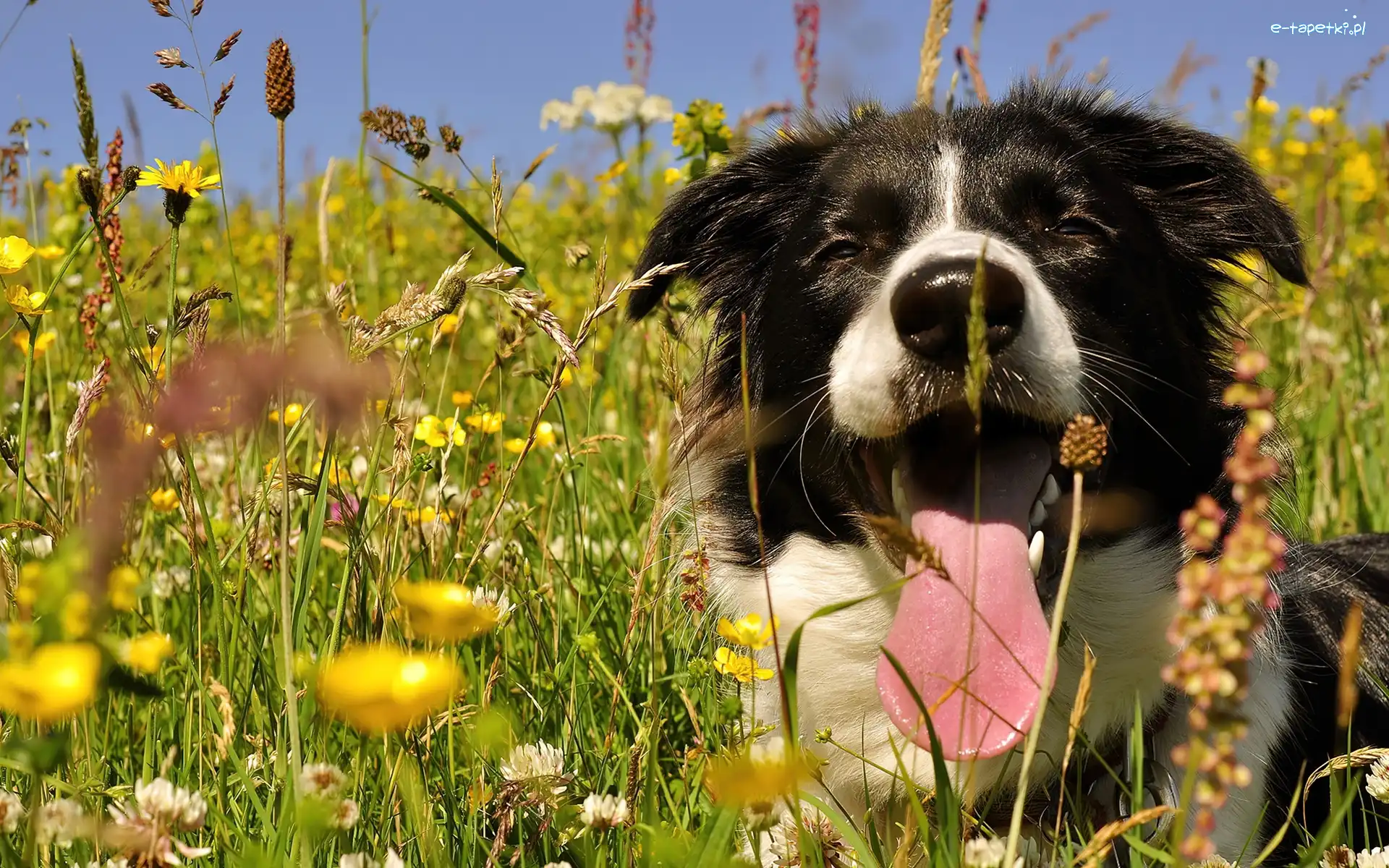 Pies, Język, Border collie, Łąka