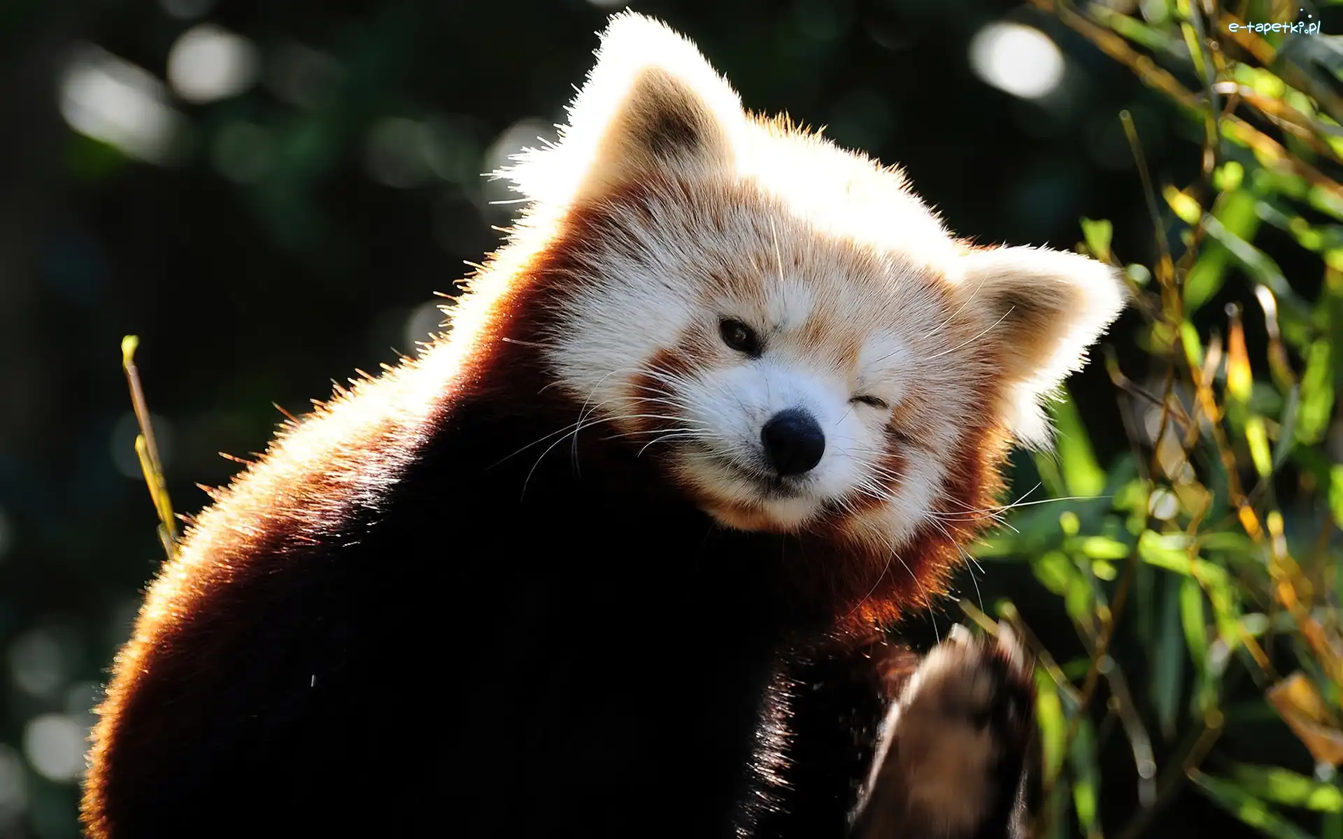 Czerwona, Przymknięte, Panda, Pandka ruda, Oczko