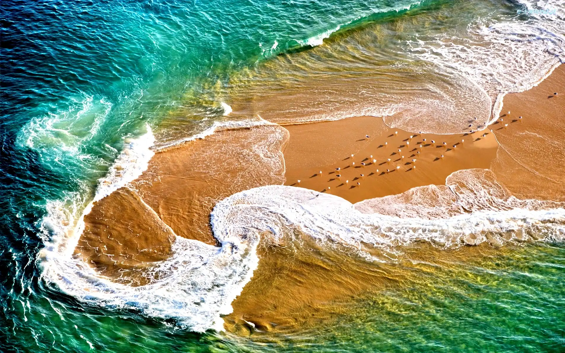 Plaża, Ptaki, Fale, Morze