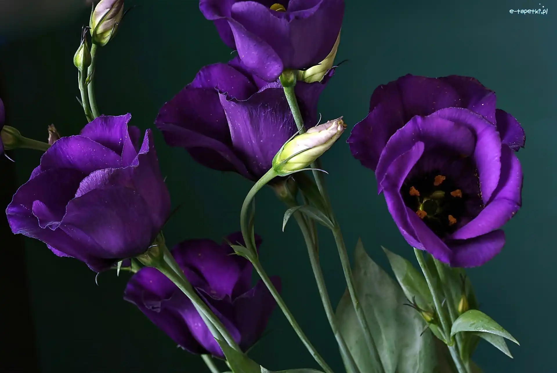 Pąki, Kwiaty, Eustoma