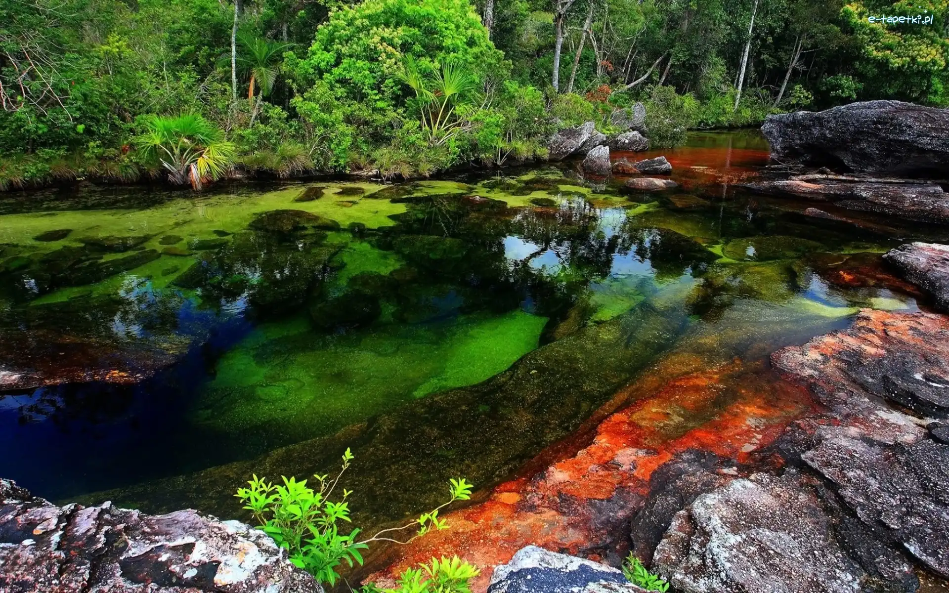Cano Cristales, Pięciu, Rzeka, Kolumbia, Kolorów