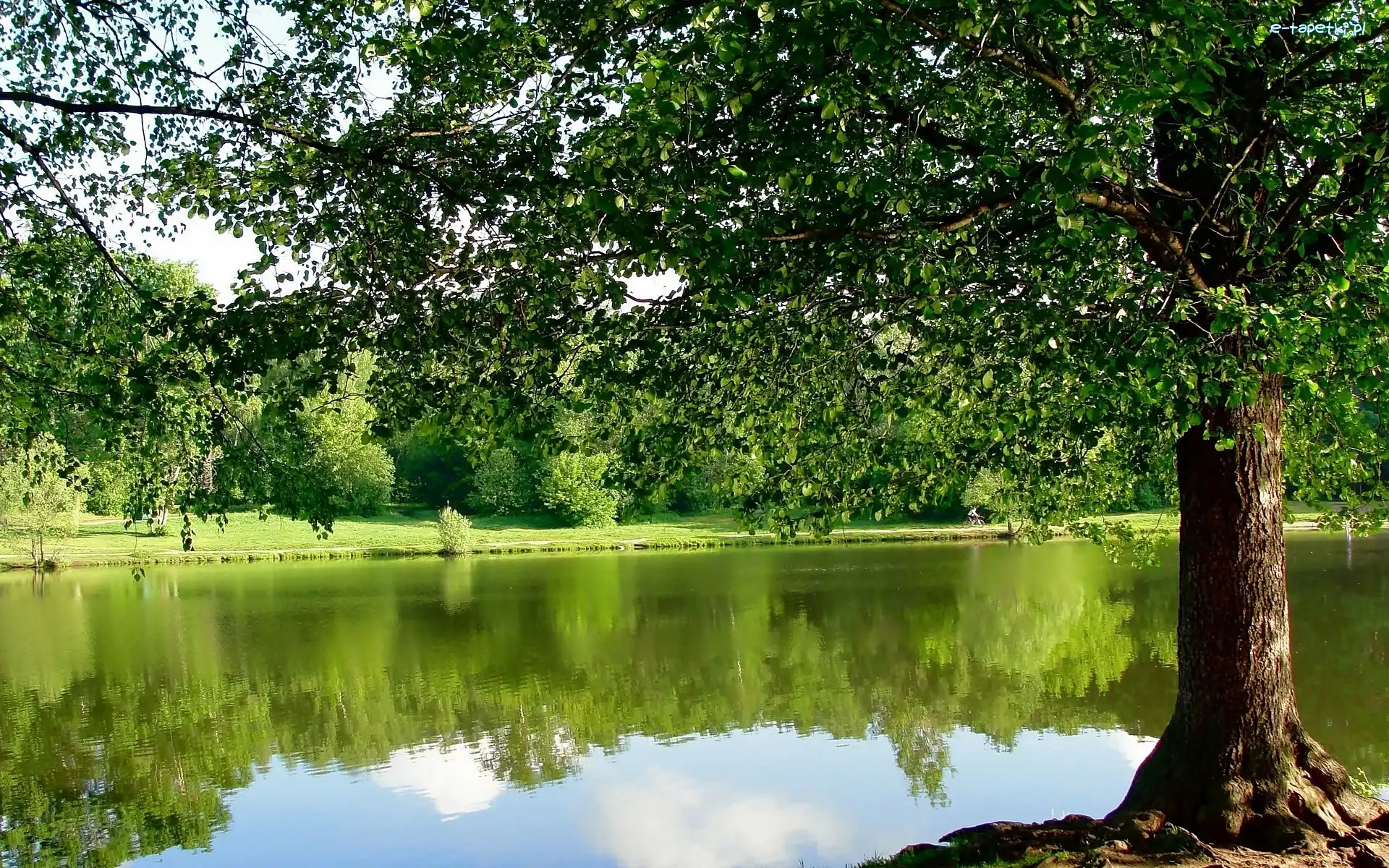 Rzeka, Drzewa, Lato