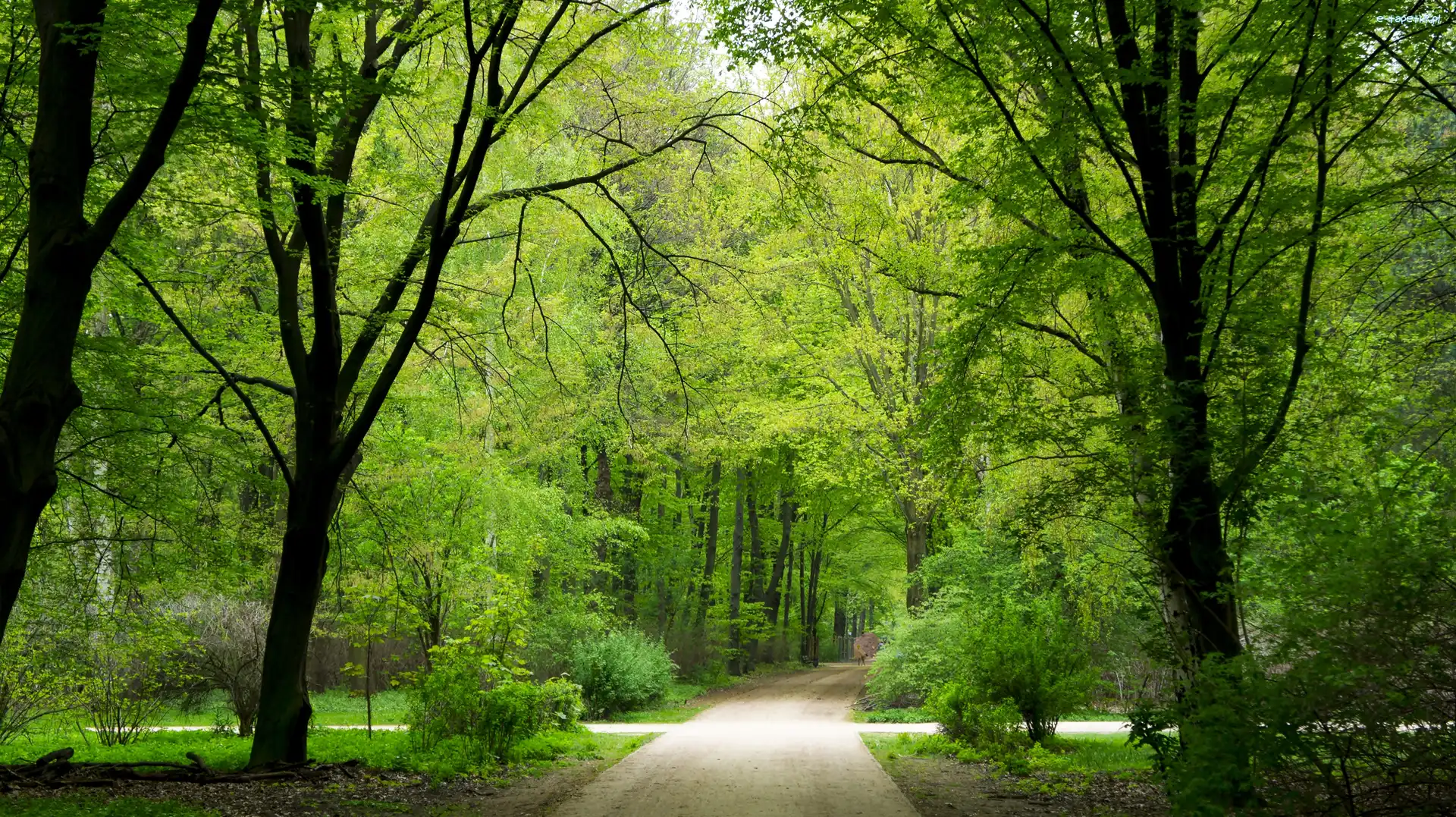 Park, Drzewa, Alejki, Wiosna, Światło