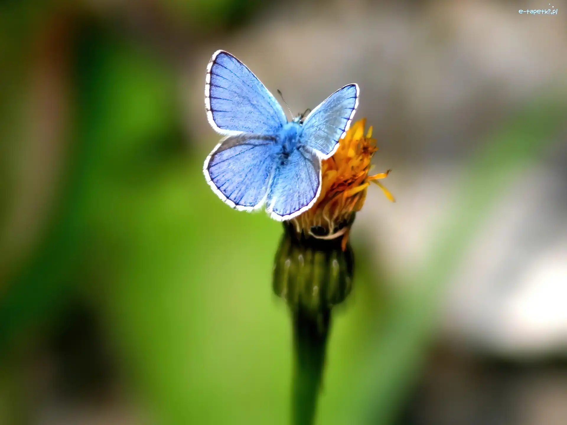Modraszek ikar, Motyl, Niebieski