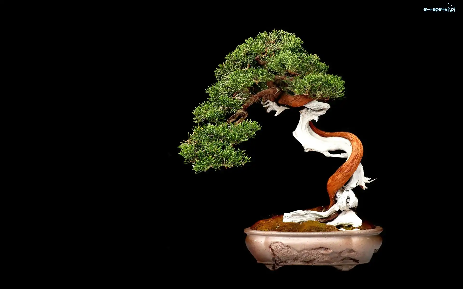 Bonsai, Tło, Czarne, Drzewko
