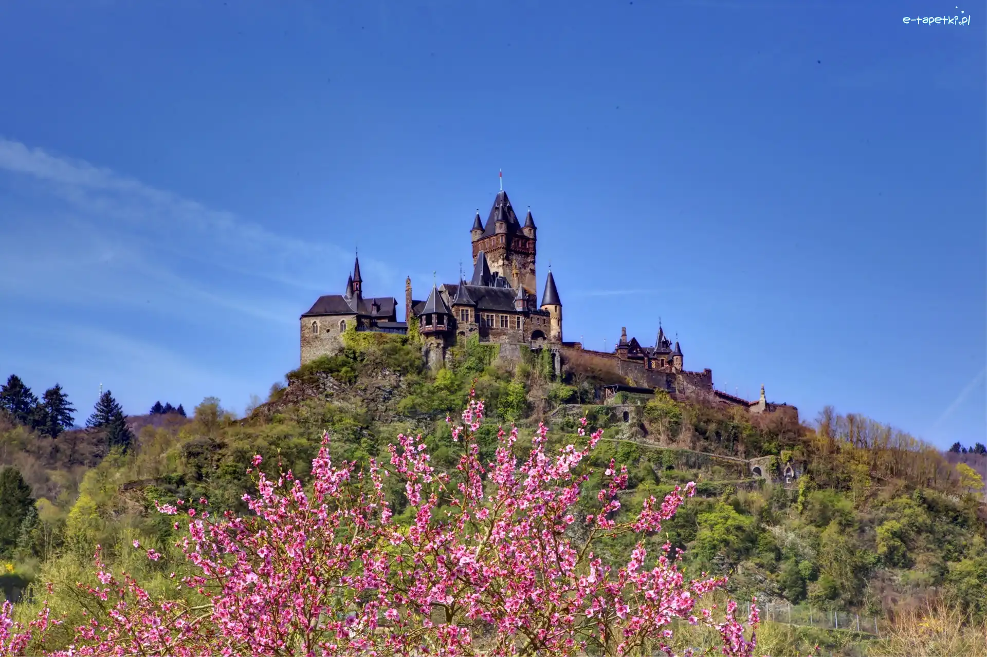 Kwitnące, Wzgórze, Wiosna, Drzewo, Reichsburg, Zamek