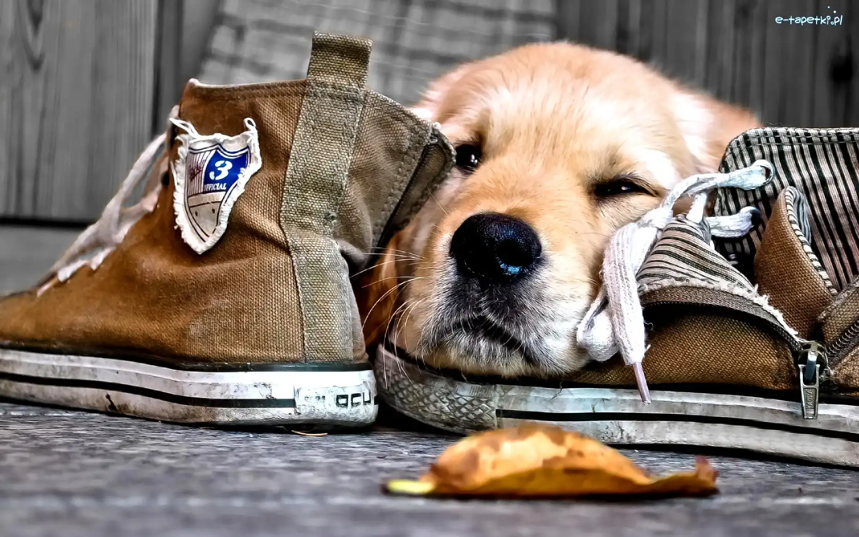 Pies, Buty