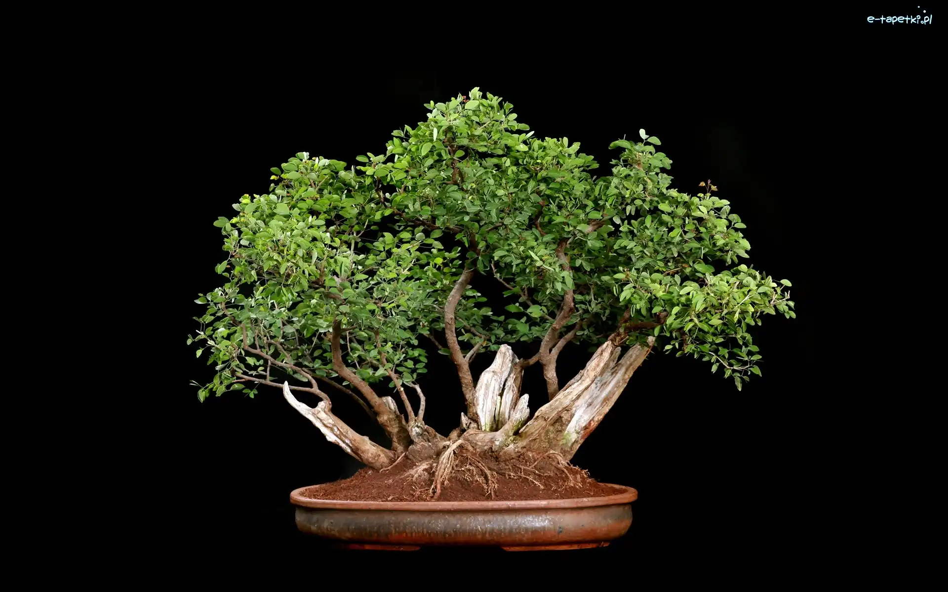 Bonsai, Tło, Czarne, Drzewko