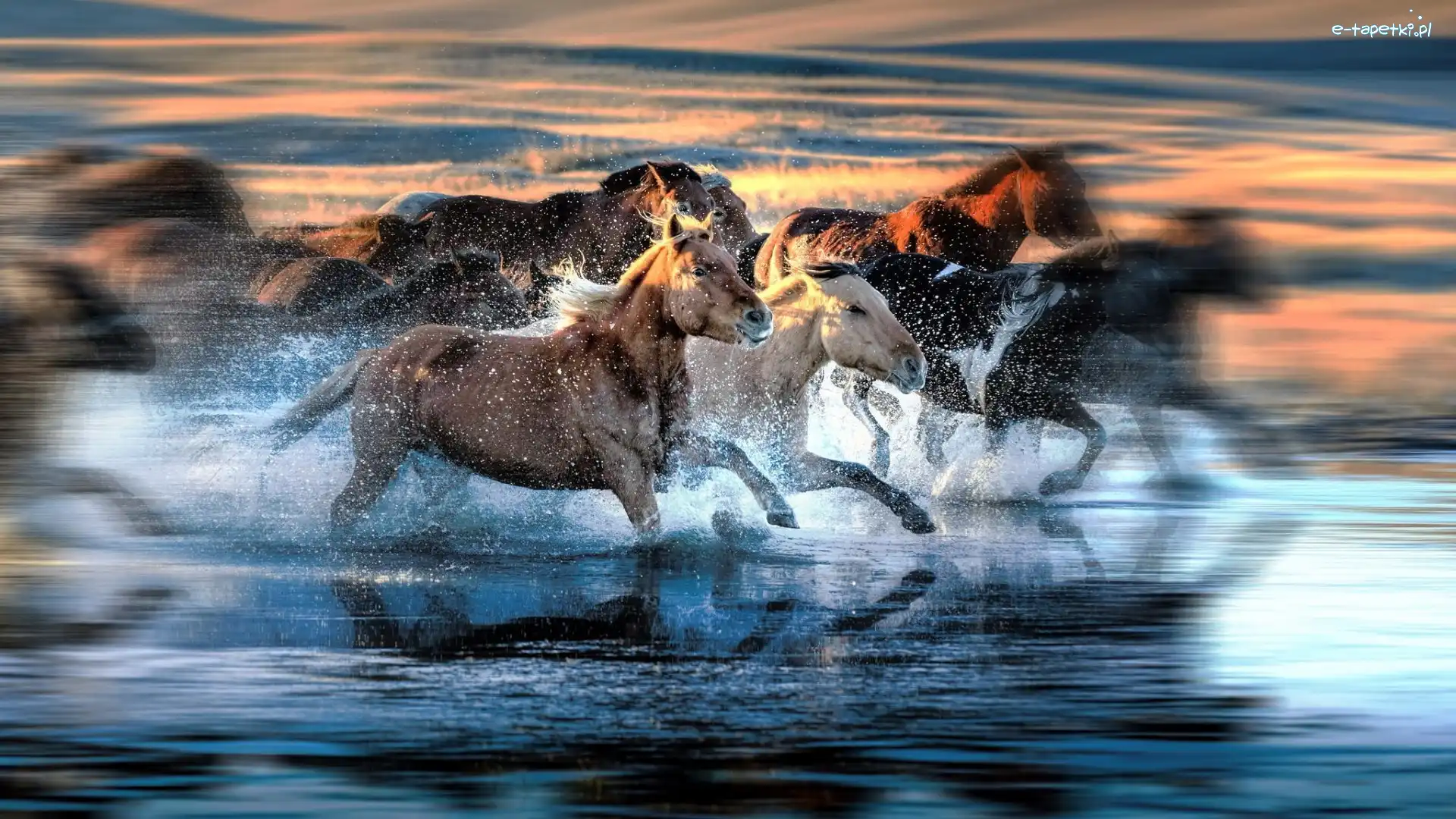 Morze, Galop, Konie