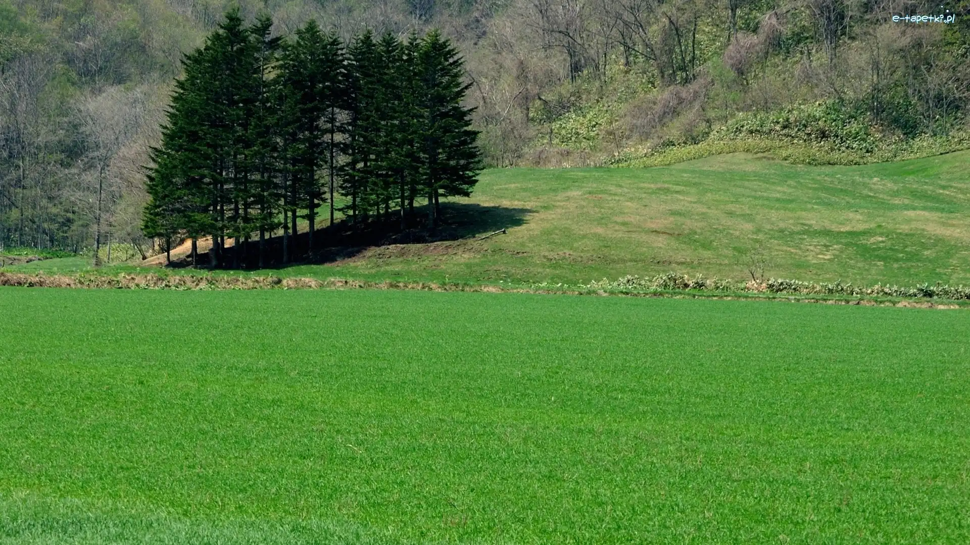 Łąki, Drzewa, Trawa, Pola