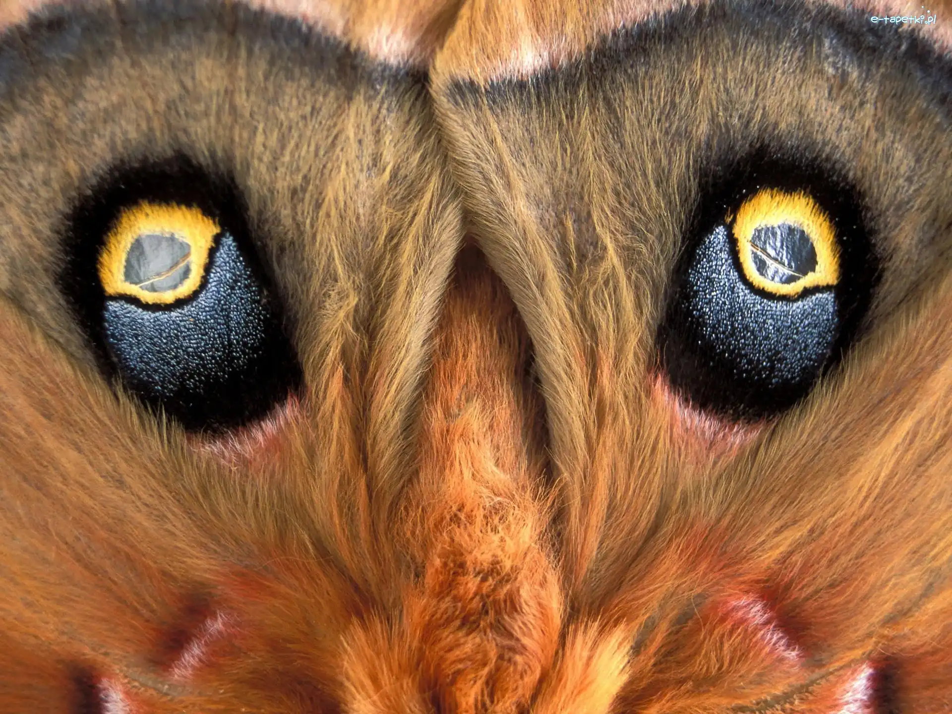 Oko, Motyl