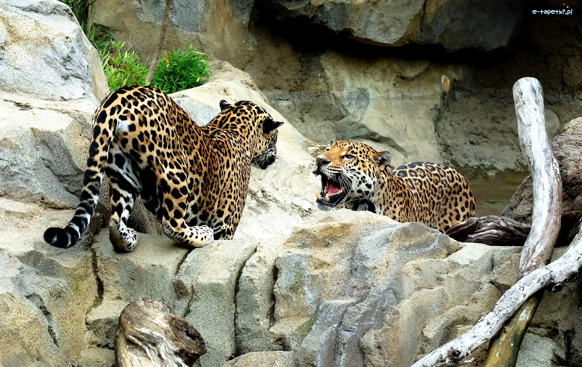 Skały, Jaguary