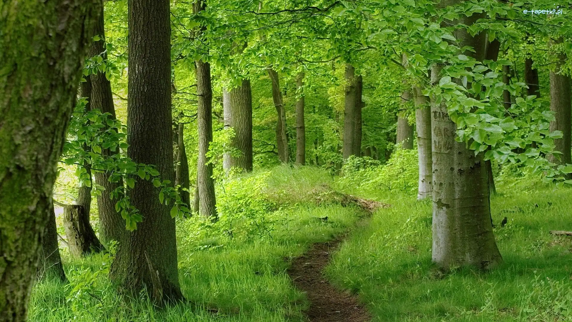 Las, Drzewa, Ścieżka, Wiosna, Krzewy