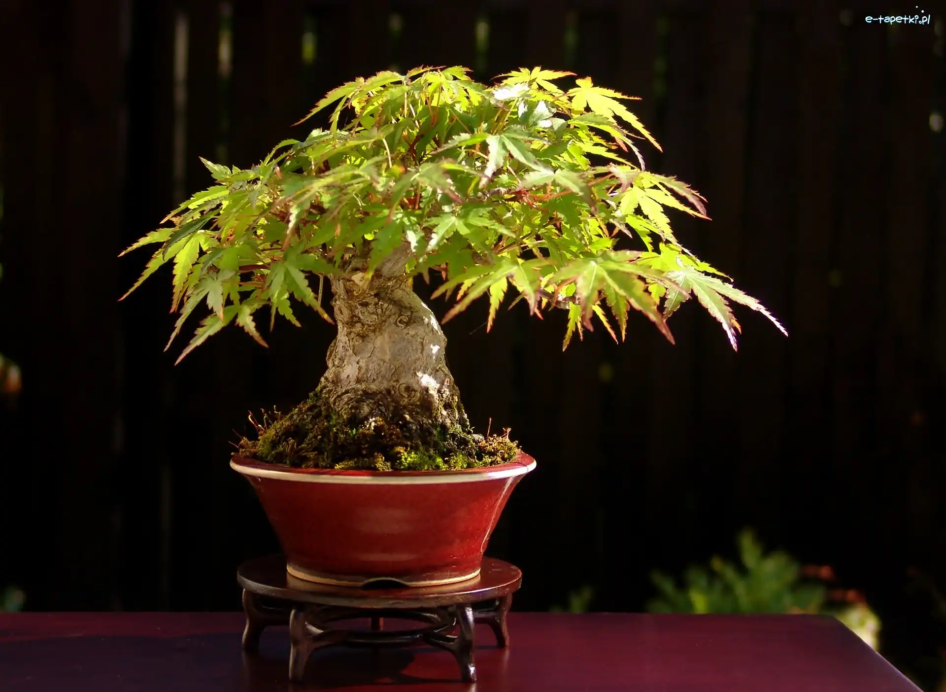 Bonsai, Drzewko