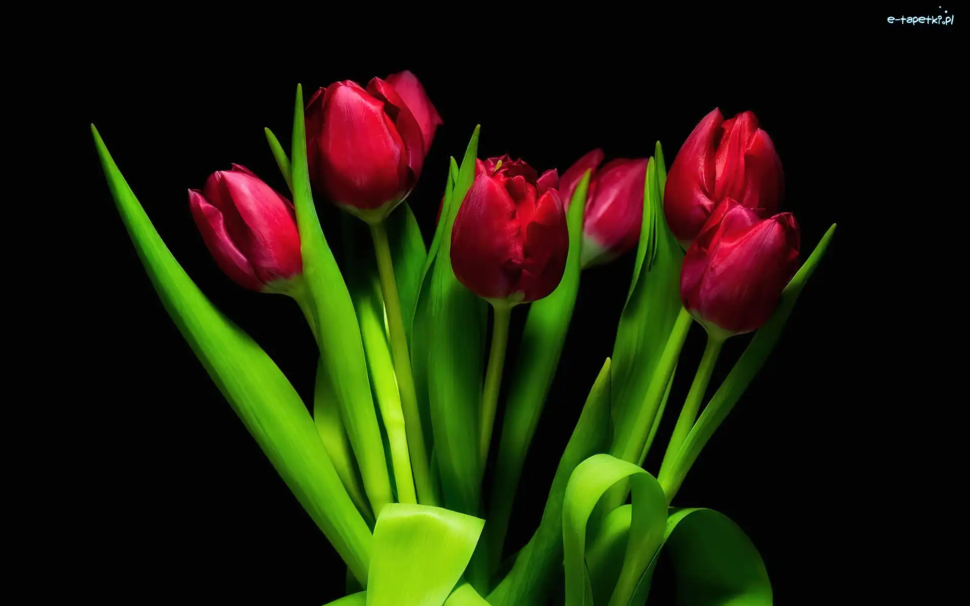 Bukiet, Tulipany, Czerwone