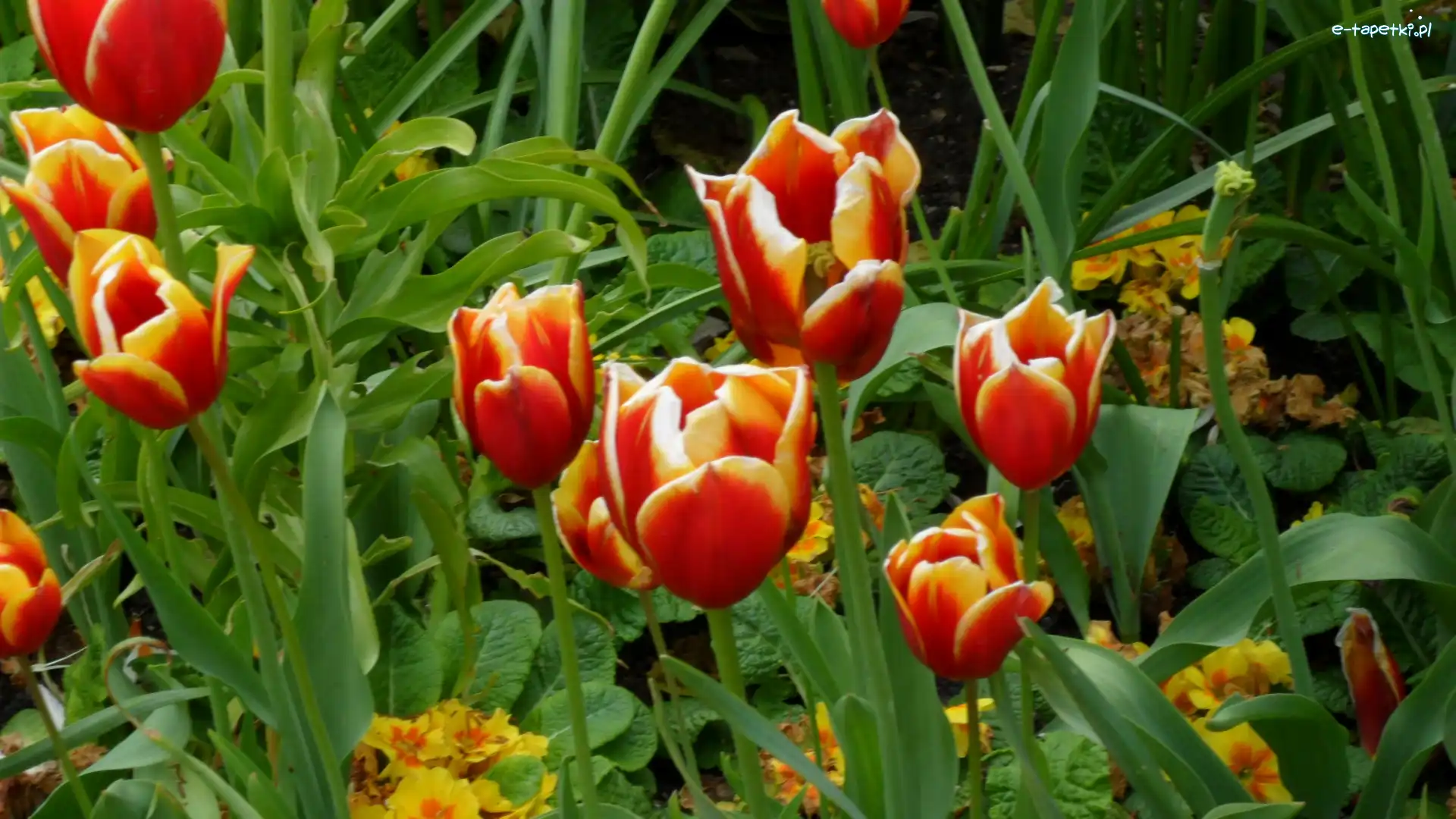Listki, Tulipany