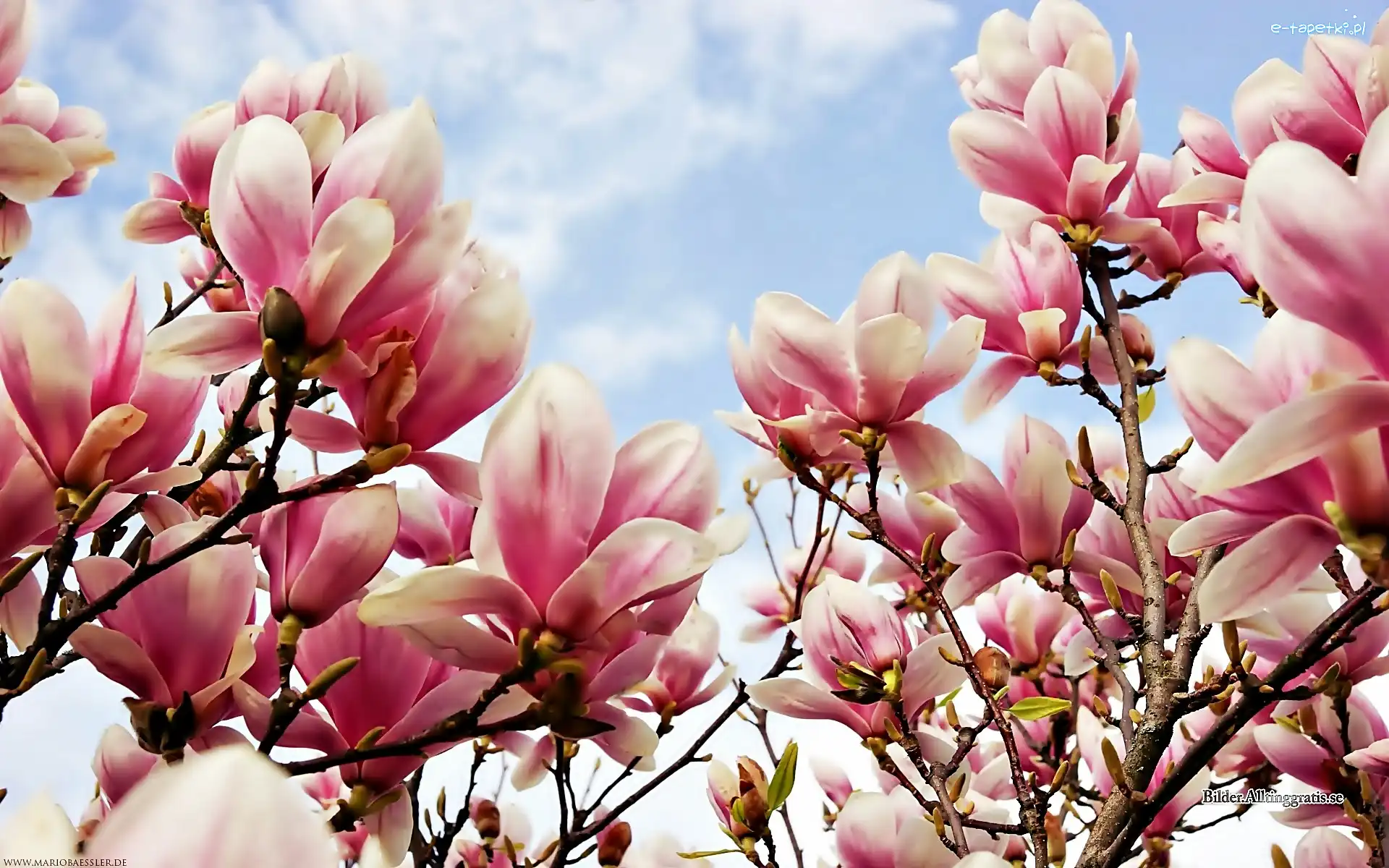Wiosna, Magnolia, Różowa, Obłoki, Niebo