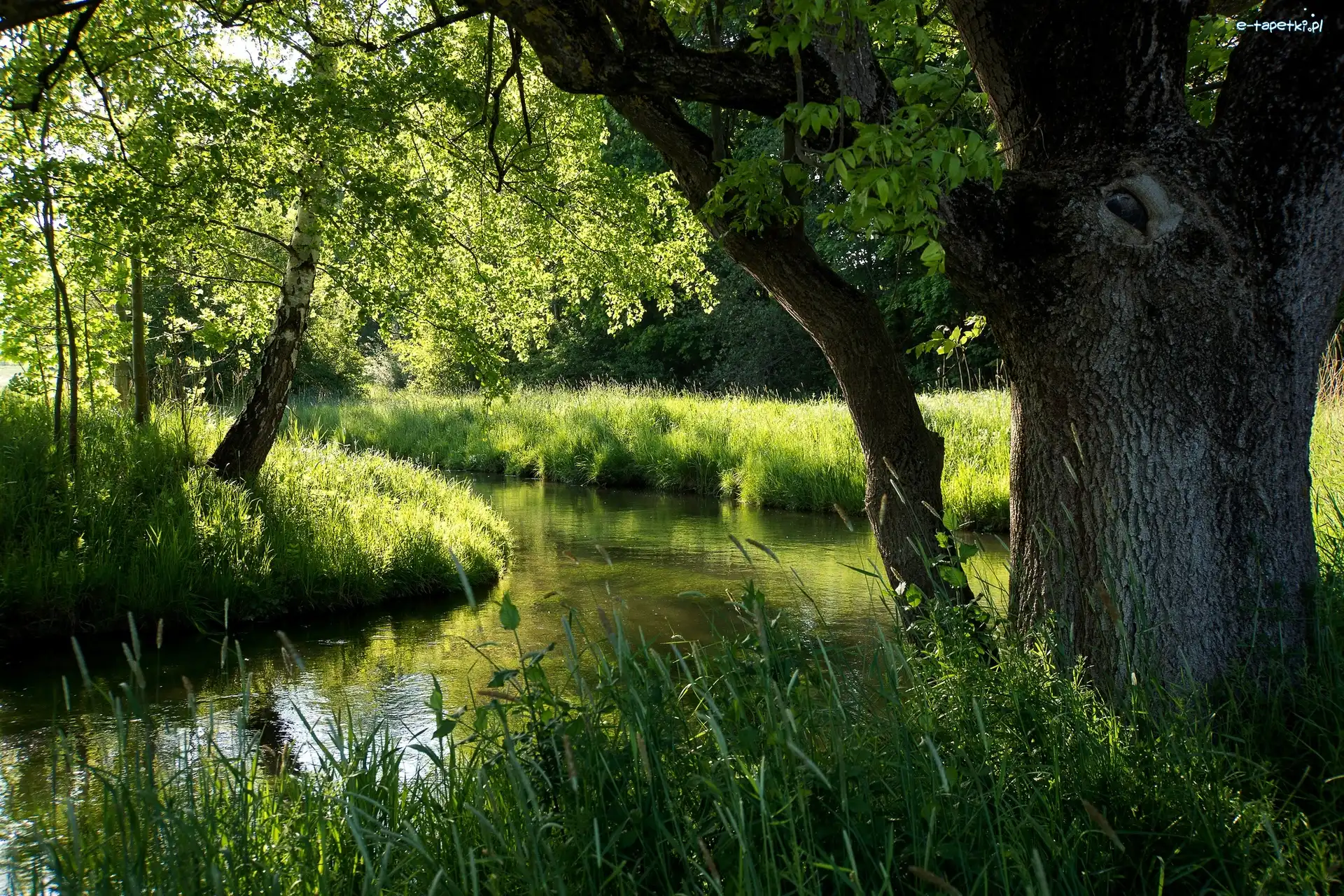 Las, Drzewa, Lato, Rzeka