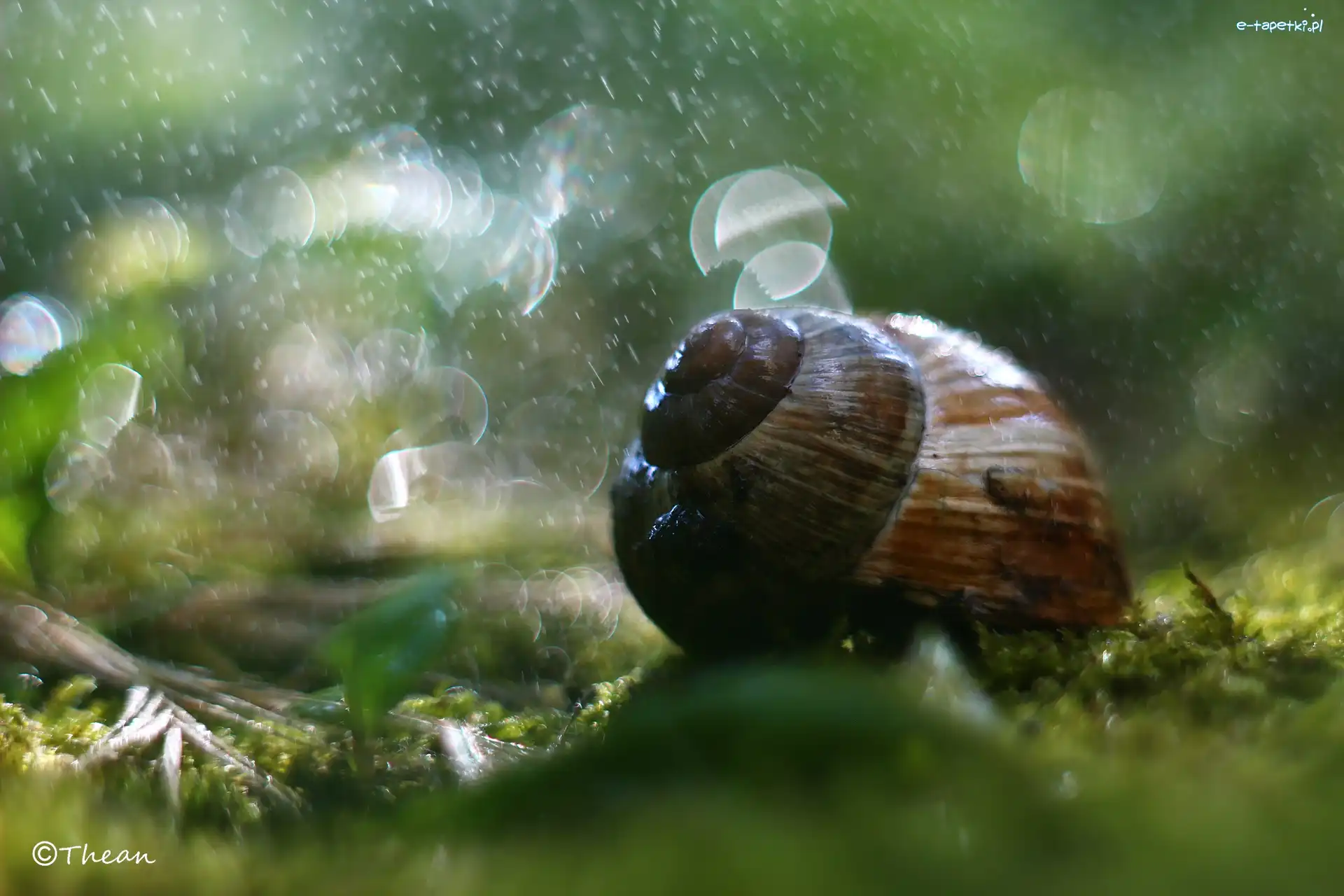 Bokeh, Muszla, Ślimak