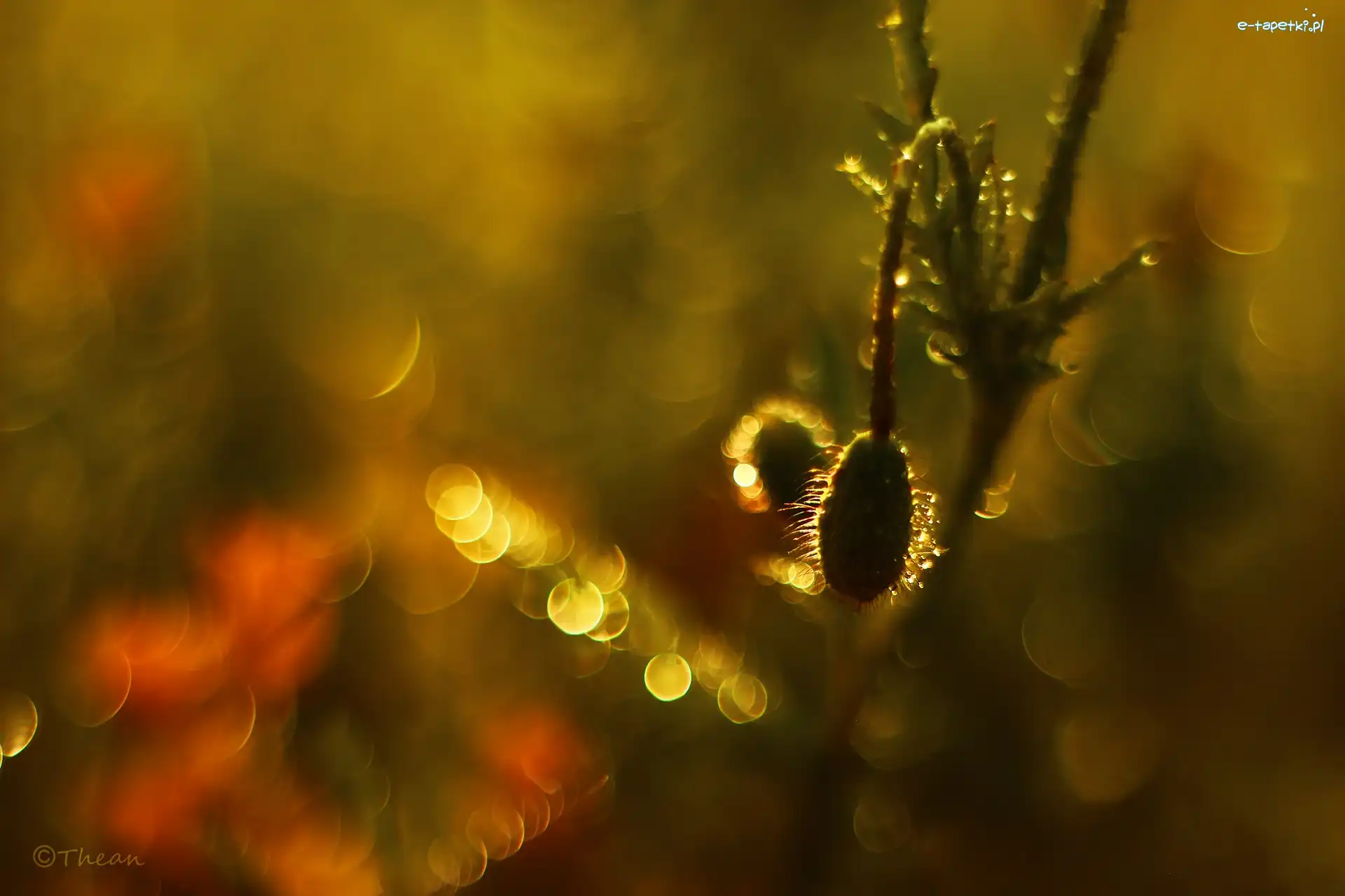 Mak, Bokeh, Wieczór, Pąk