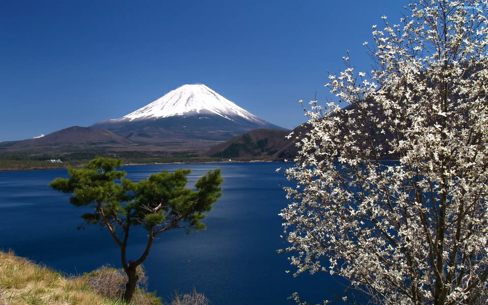 Fudżi, Drzewo, Góra, Japonia, Kwitnące, Jezioro