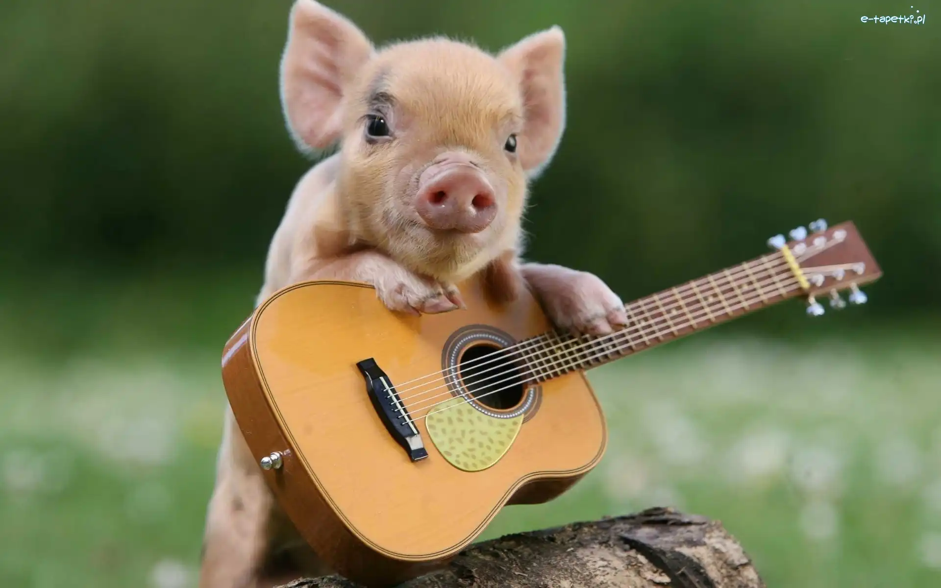 Mała, Gitara, Świnka, Śmieszna