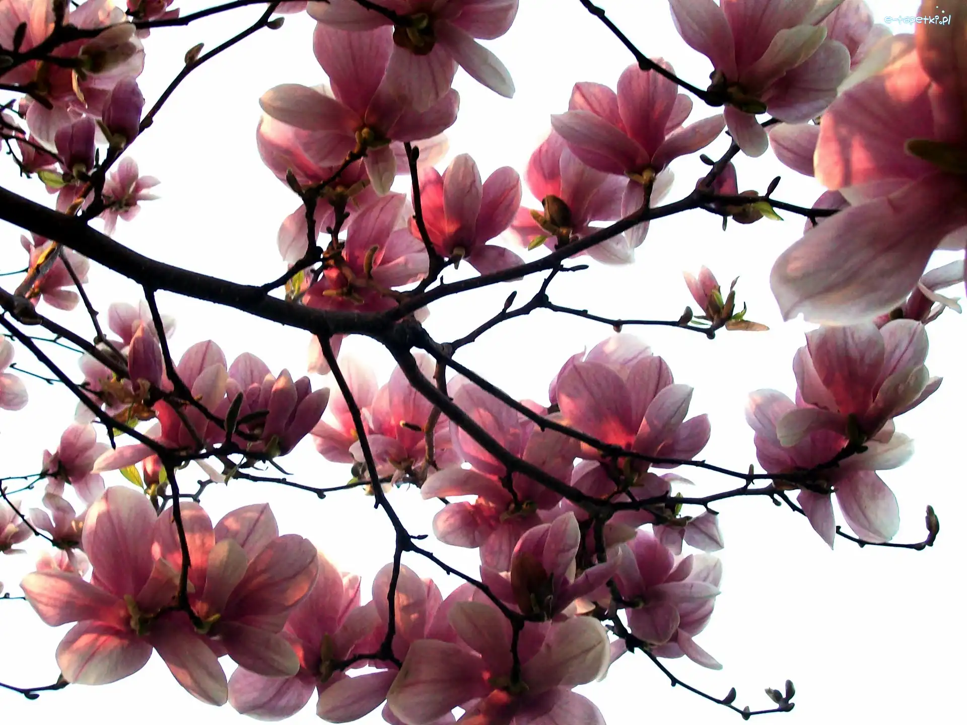 Gałąź, Magnolia, Różowa
