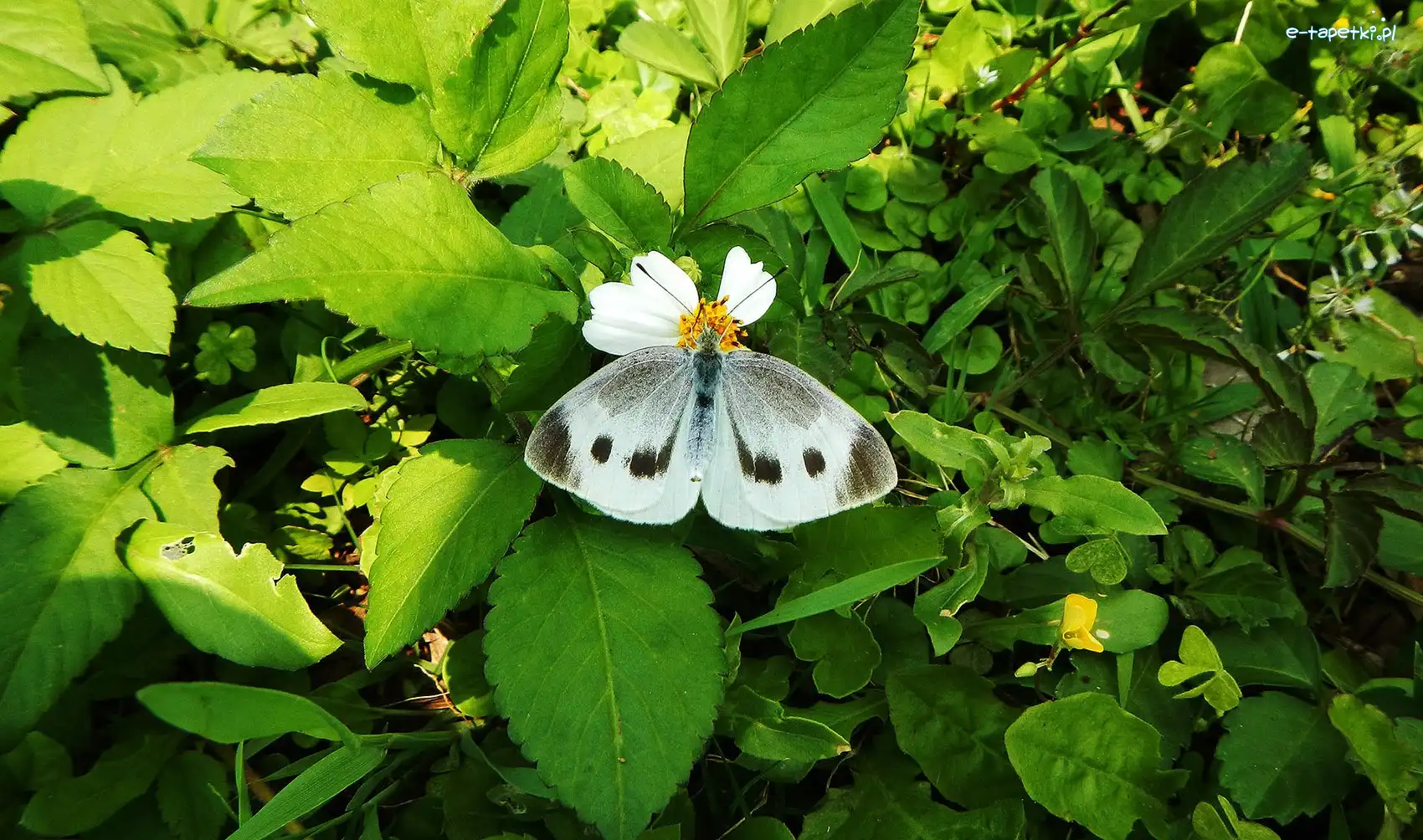 Bielinek, Motyl, Biały
