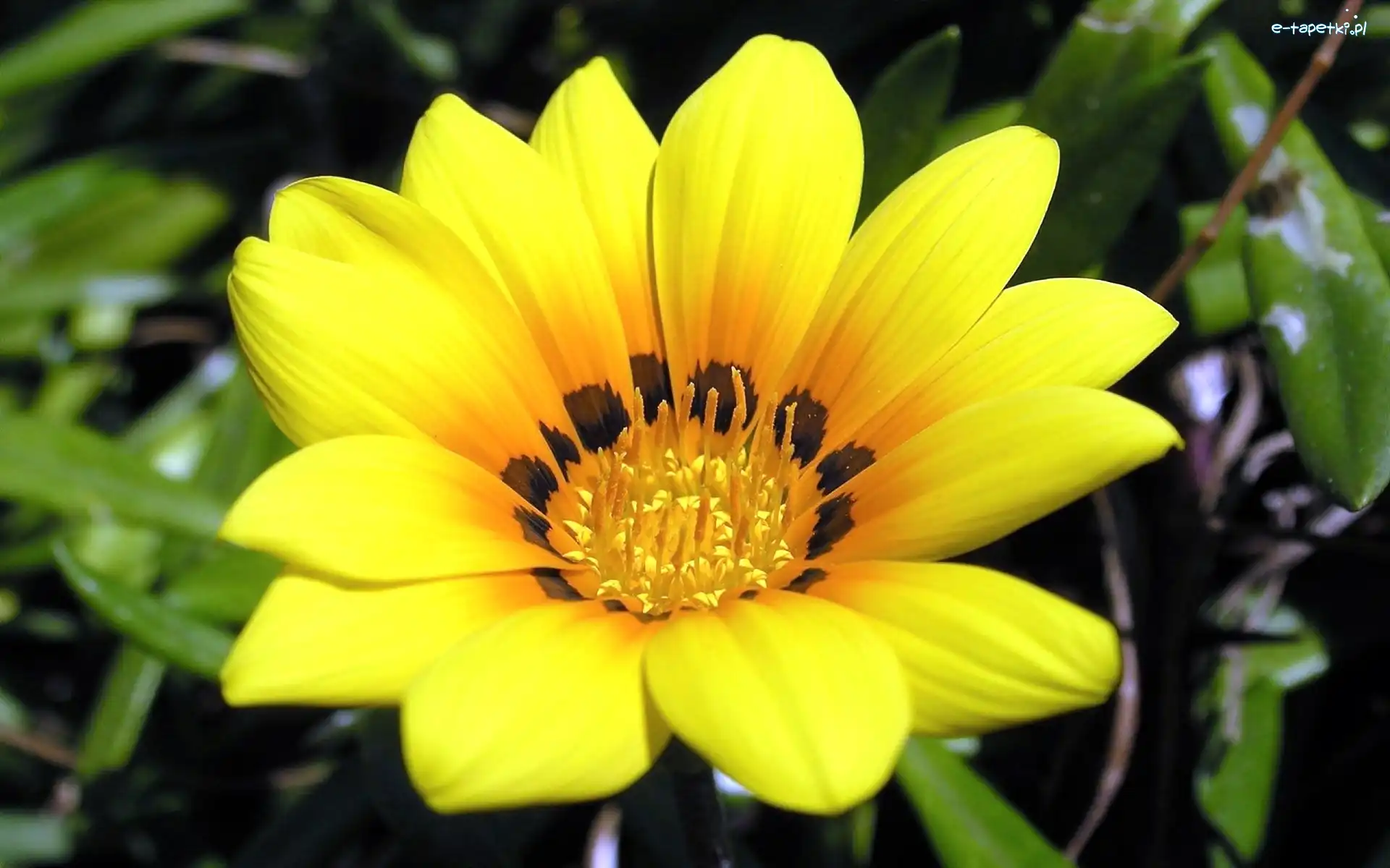 Żółta, Rozmycie, Gazania, Ogród