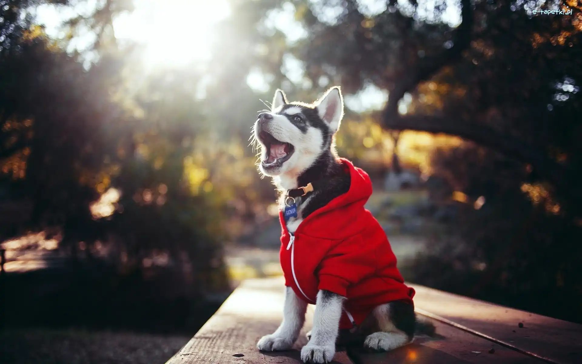 Husky, Ubranko, Szczeniaczek, Park, Ławka