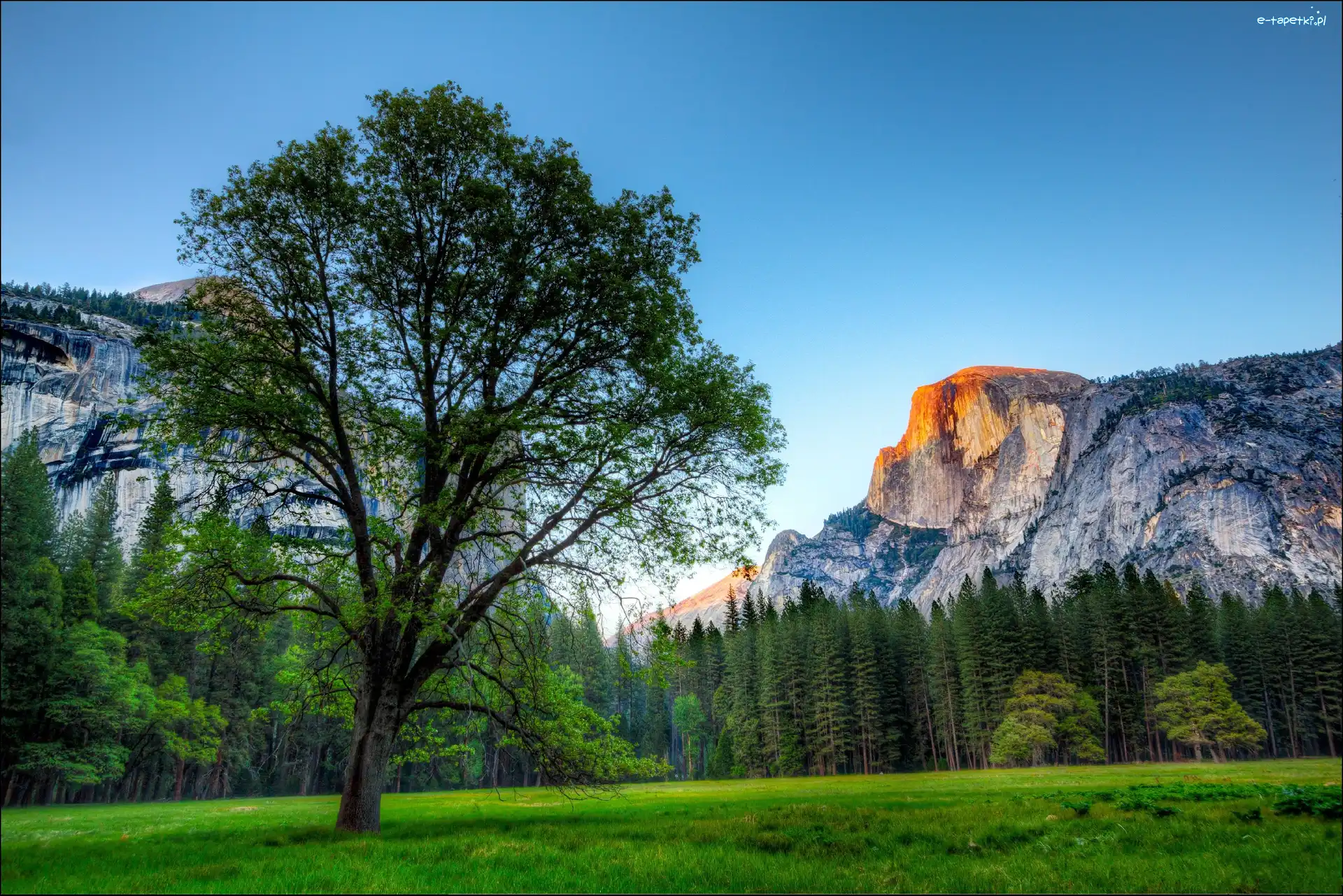 Drzewa, Park Narodowy Yosemite, Góry, Las, Stan Kalifornia, Stany Zjednoczone
