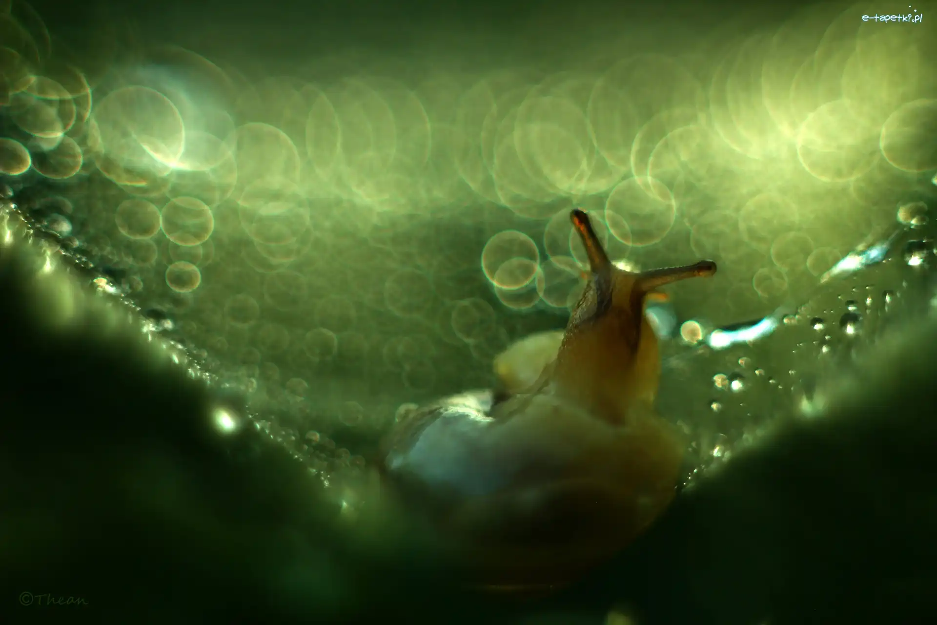 Bokeh, Ślimak