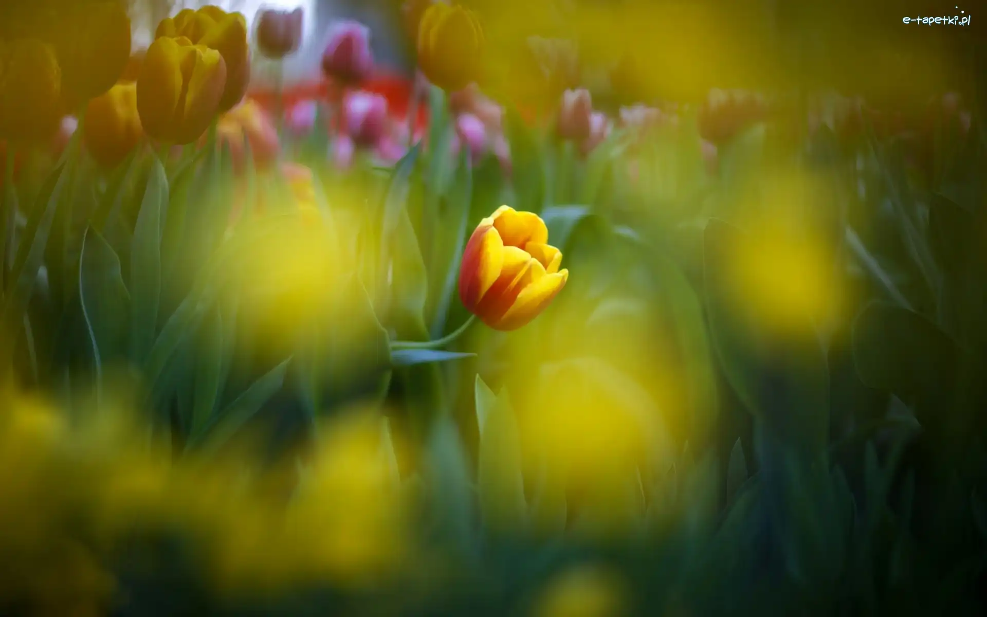 Rozmycie, Makro, Tulipan