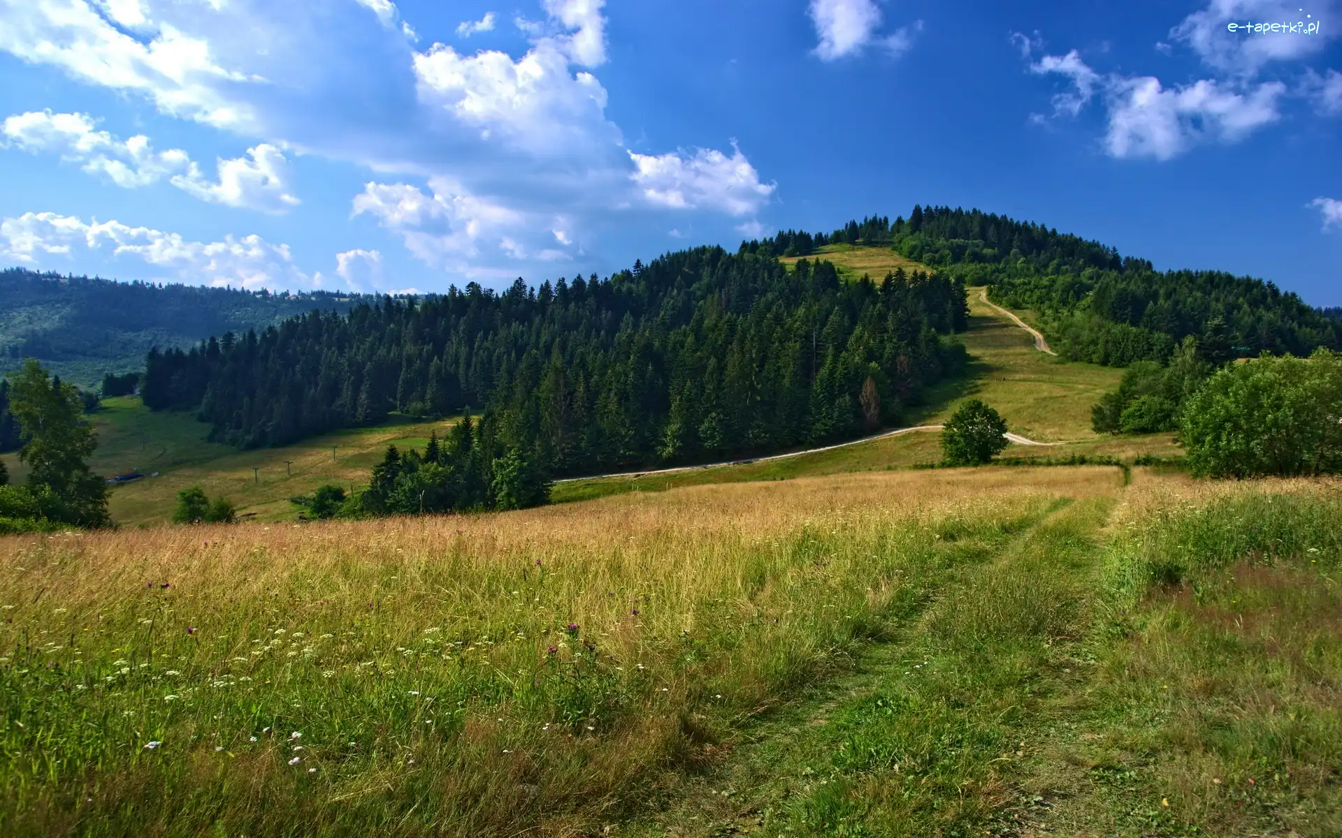 Las, Góry, Łąka