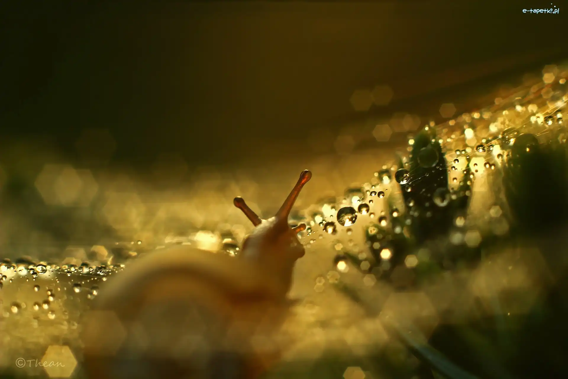 Bokeh, Rogi, Ślimak